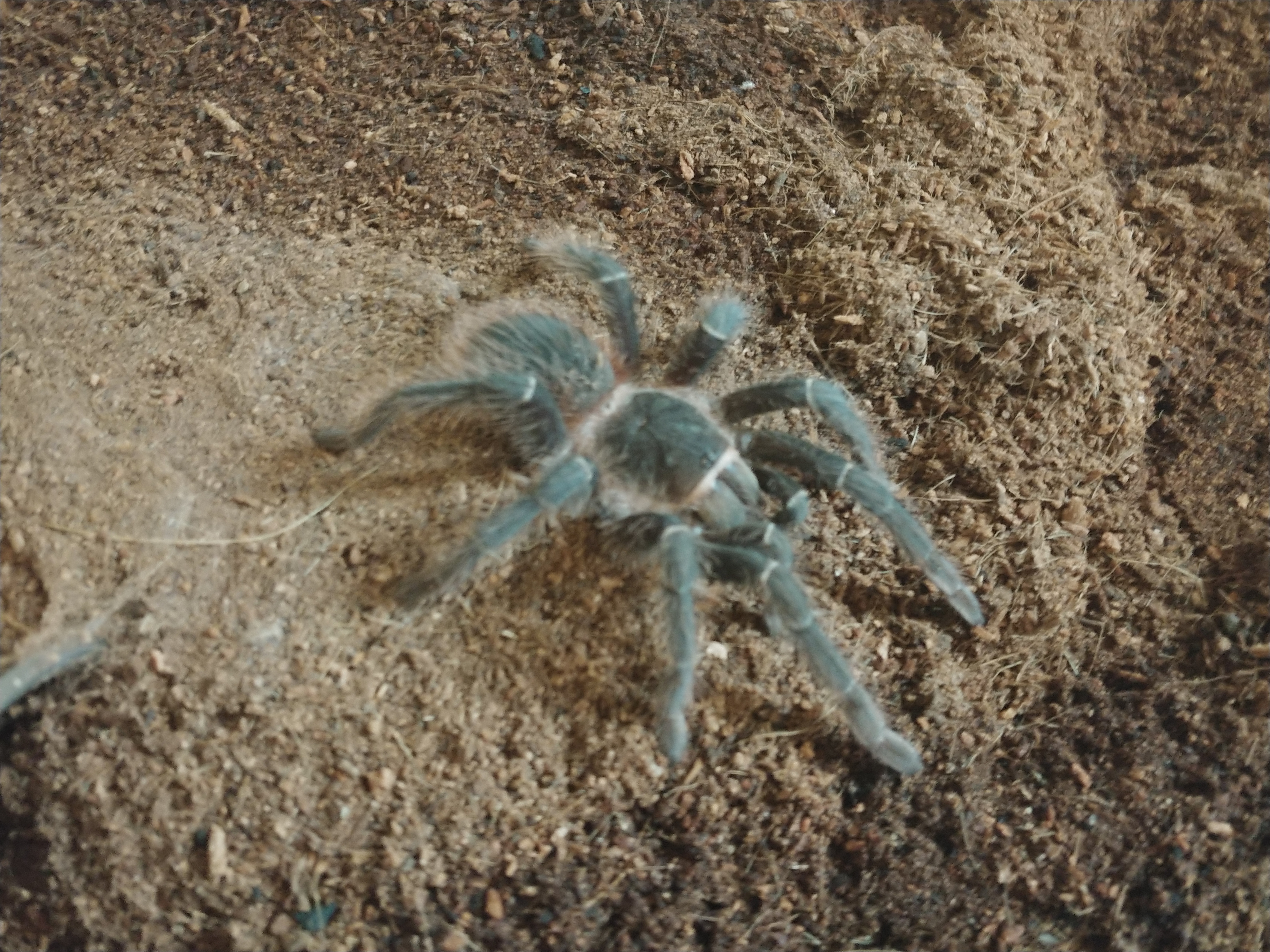 Lasiodora parahybana juvenile
