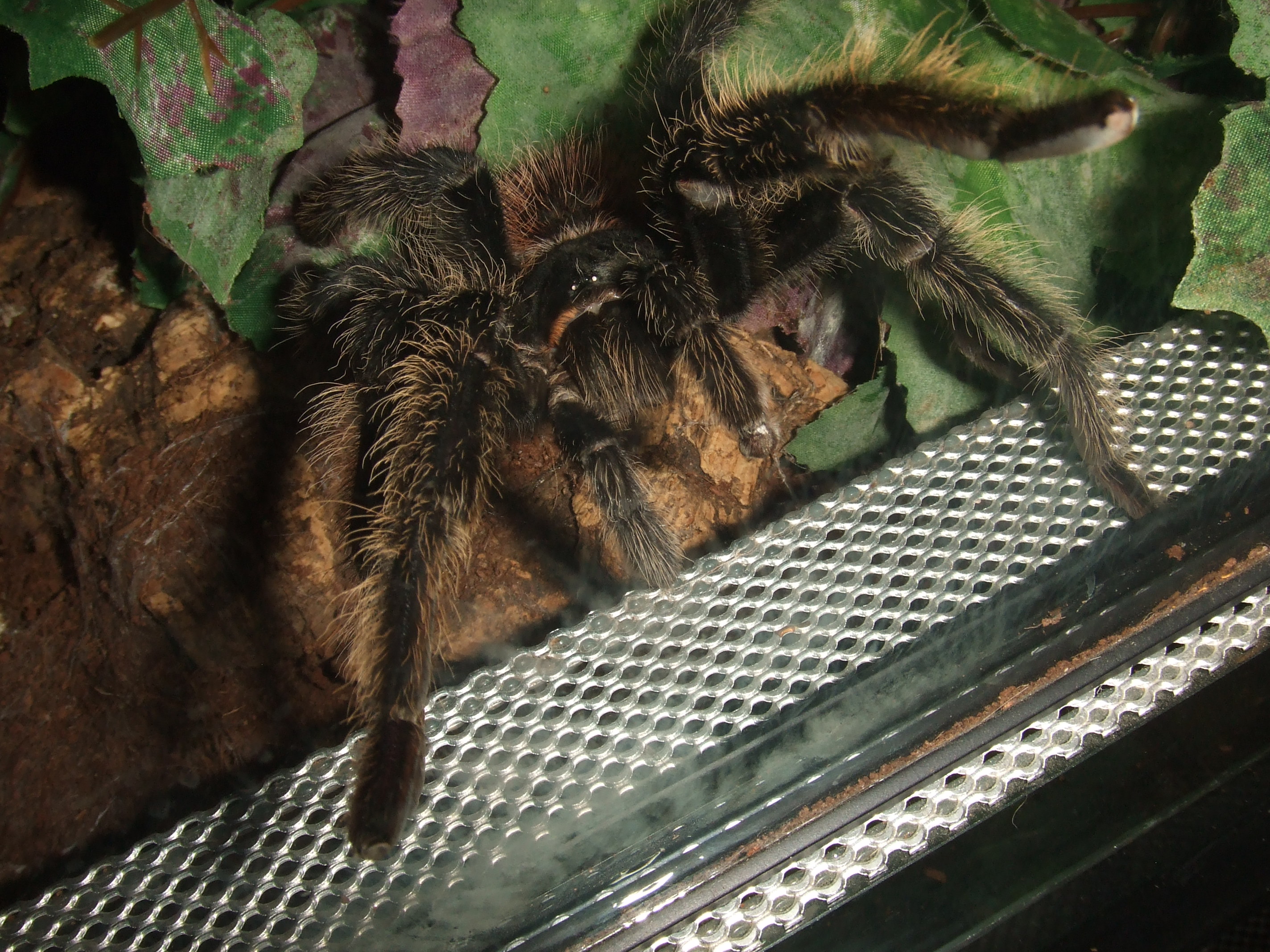 Lasiodora parahybana MM - Mole