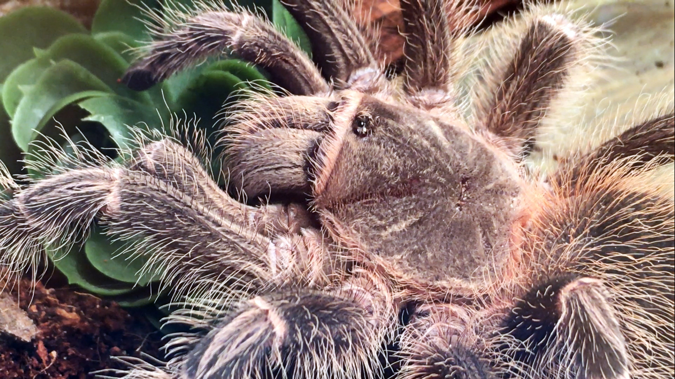 Lasiodora parahybana "Phobia"