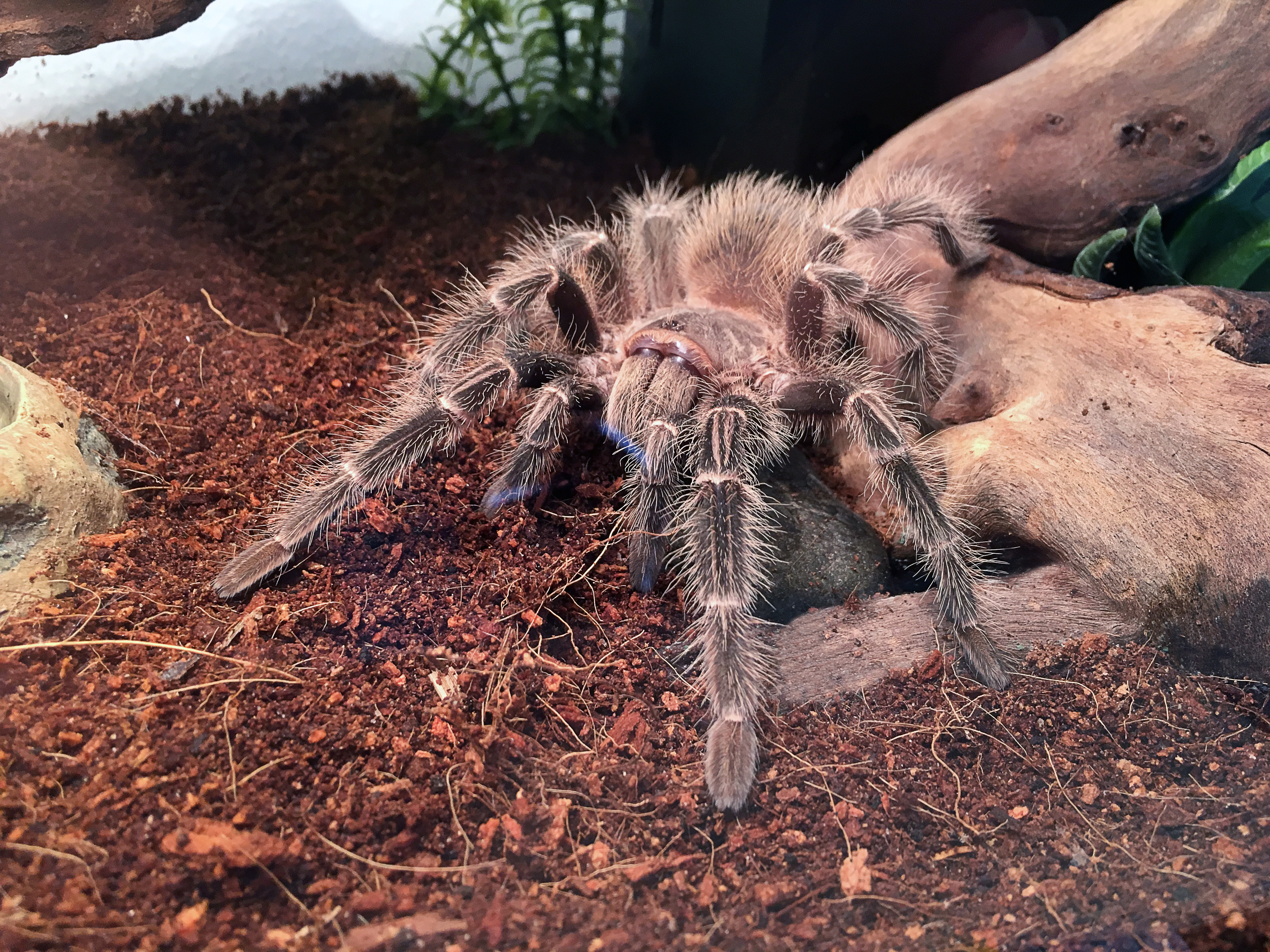 Lasiodora parahybana "Phobia"