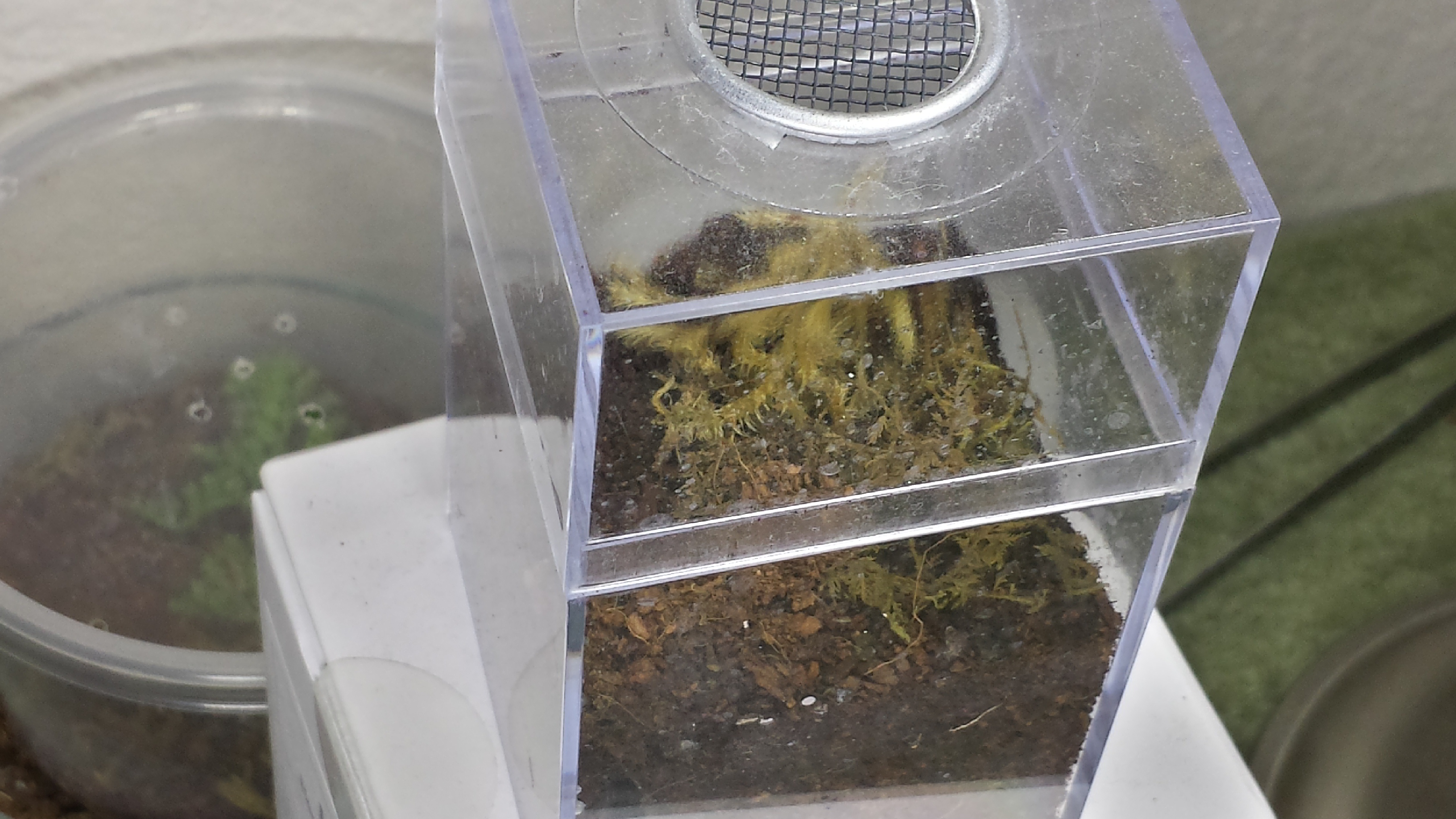 Lasiodora parahybana -Pink Salmon Birdeater Sling Enclosure