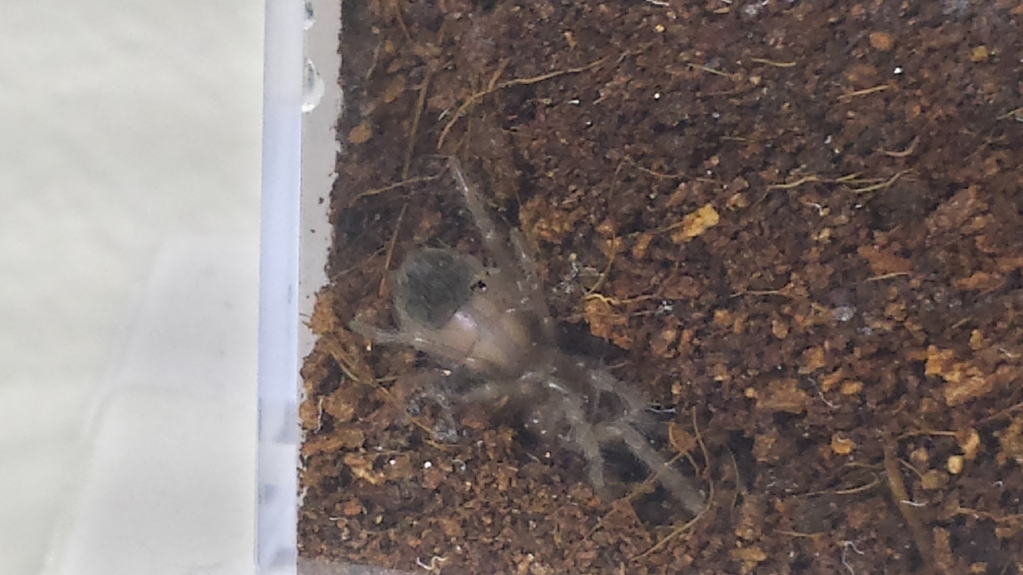 Lasiodora parahybana -Pink Salmon Birdeater Sling Enclosure