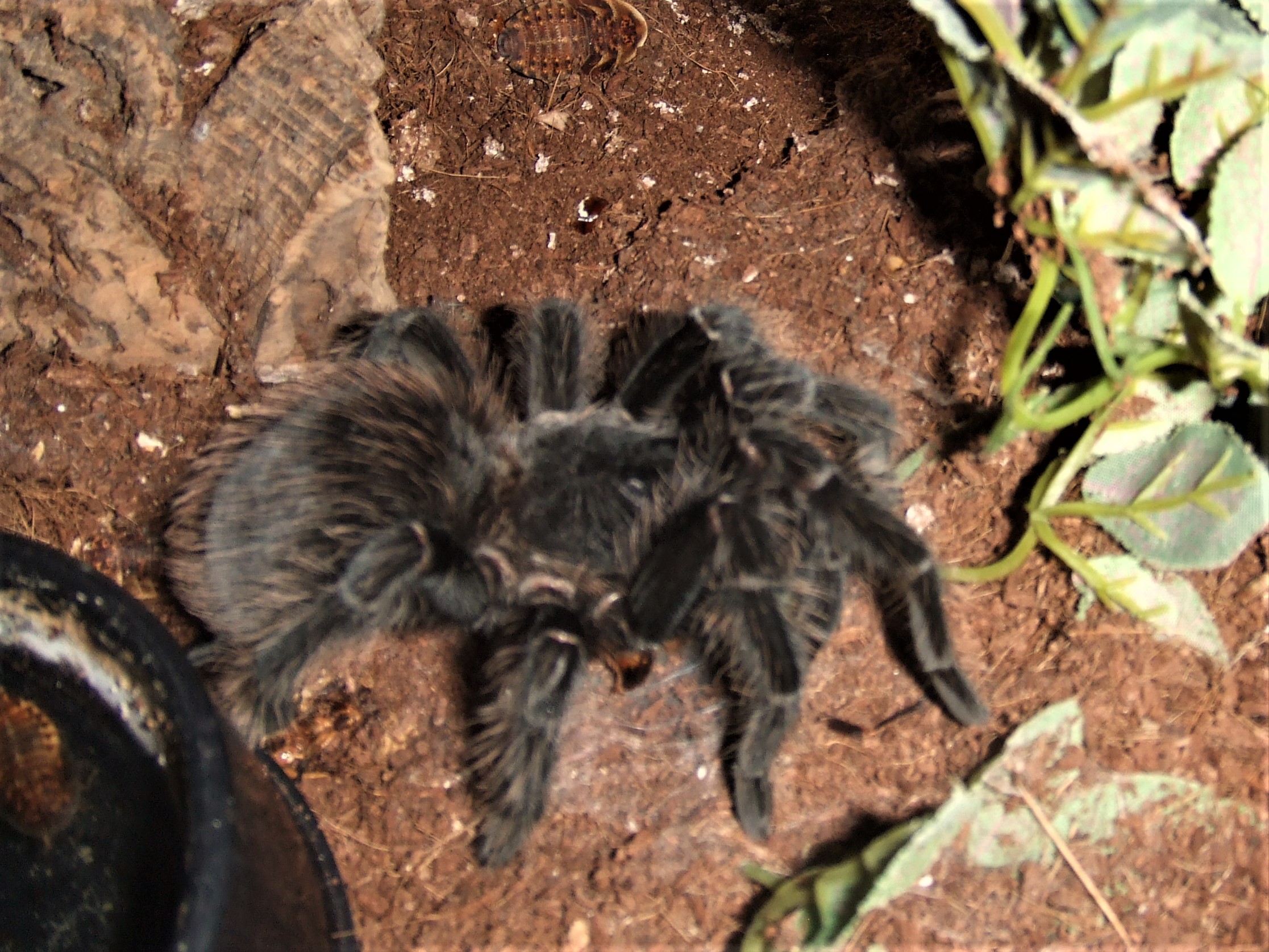 Lasiodora parahybana - Pip