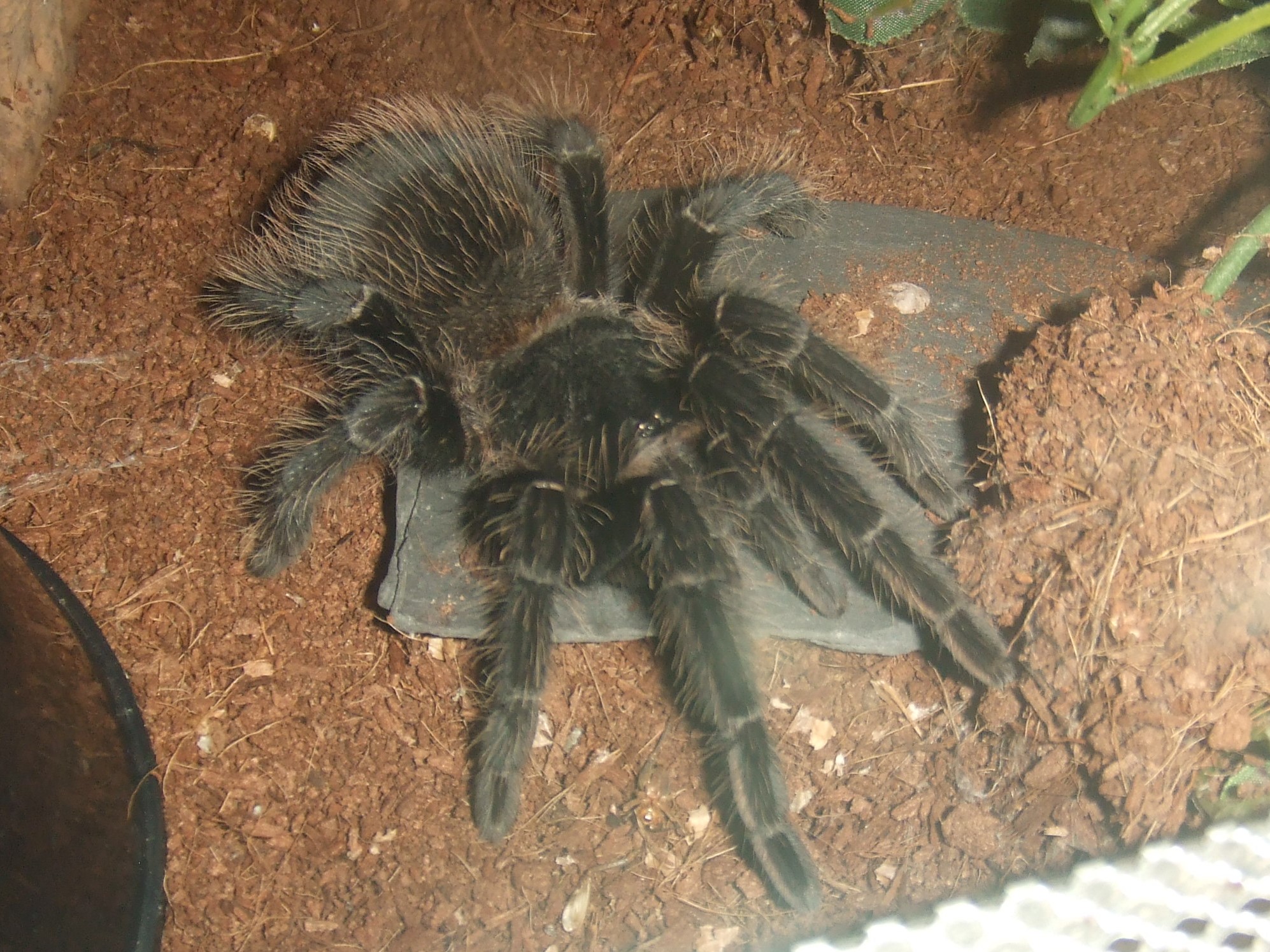 Lasiodora parahybana - Pip