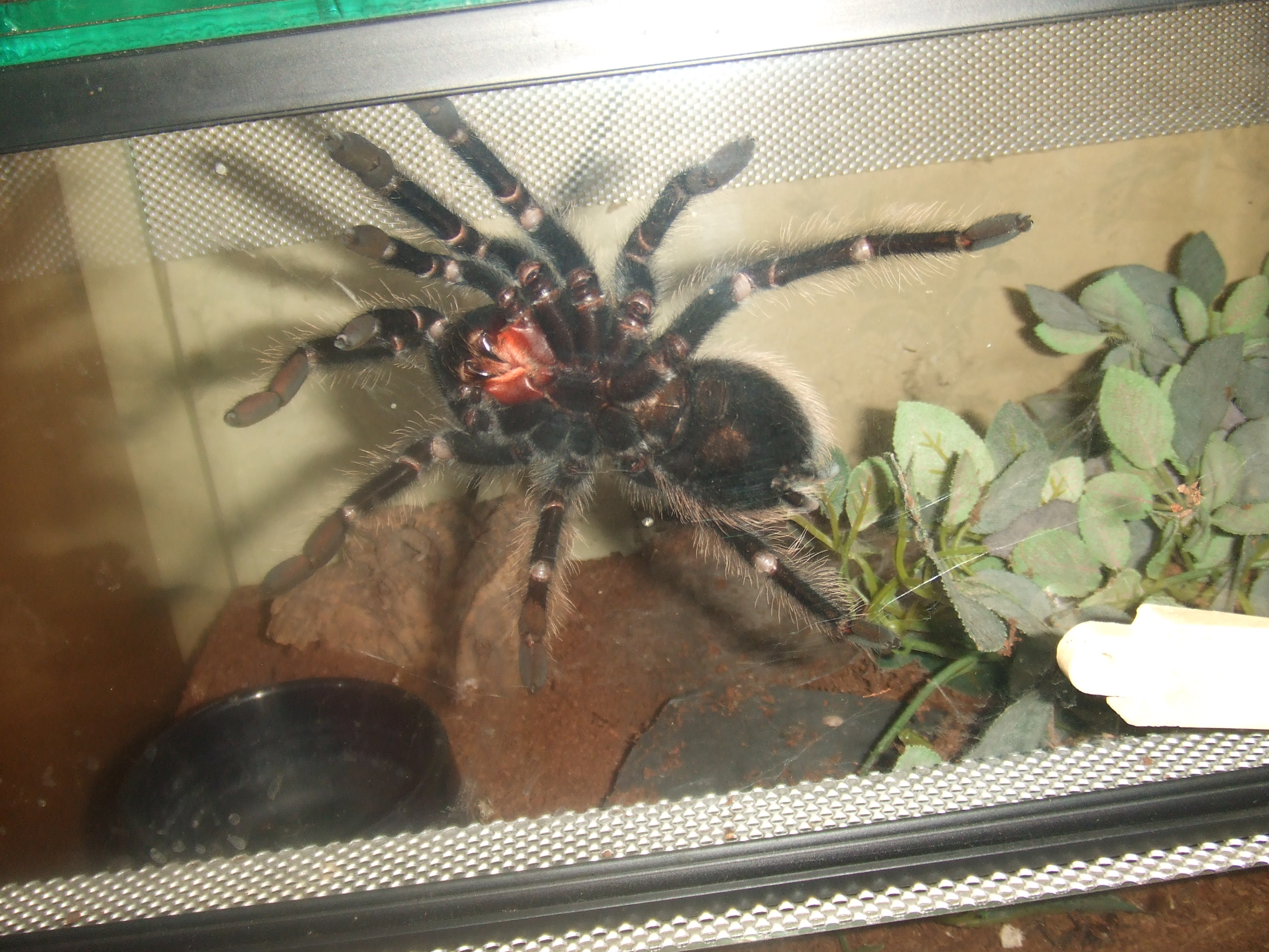 Lasiodora parahybana - Pip