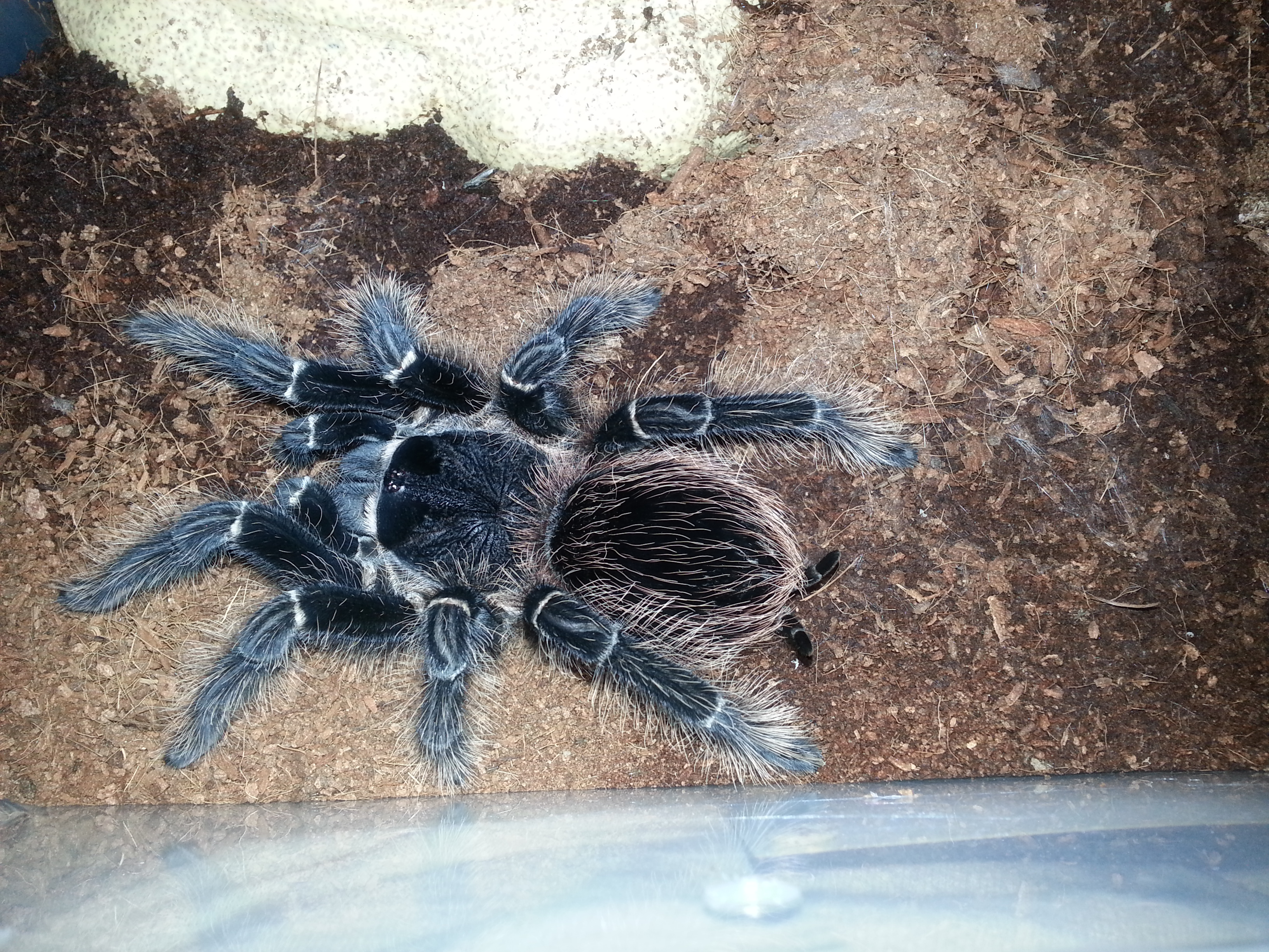 Lasiodora Parahybana Salmon pink Bird eater