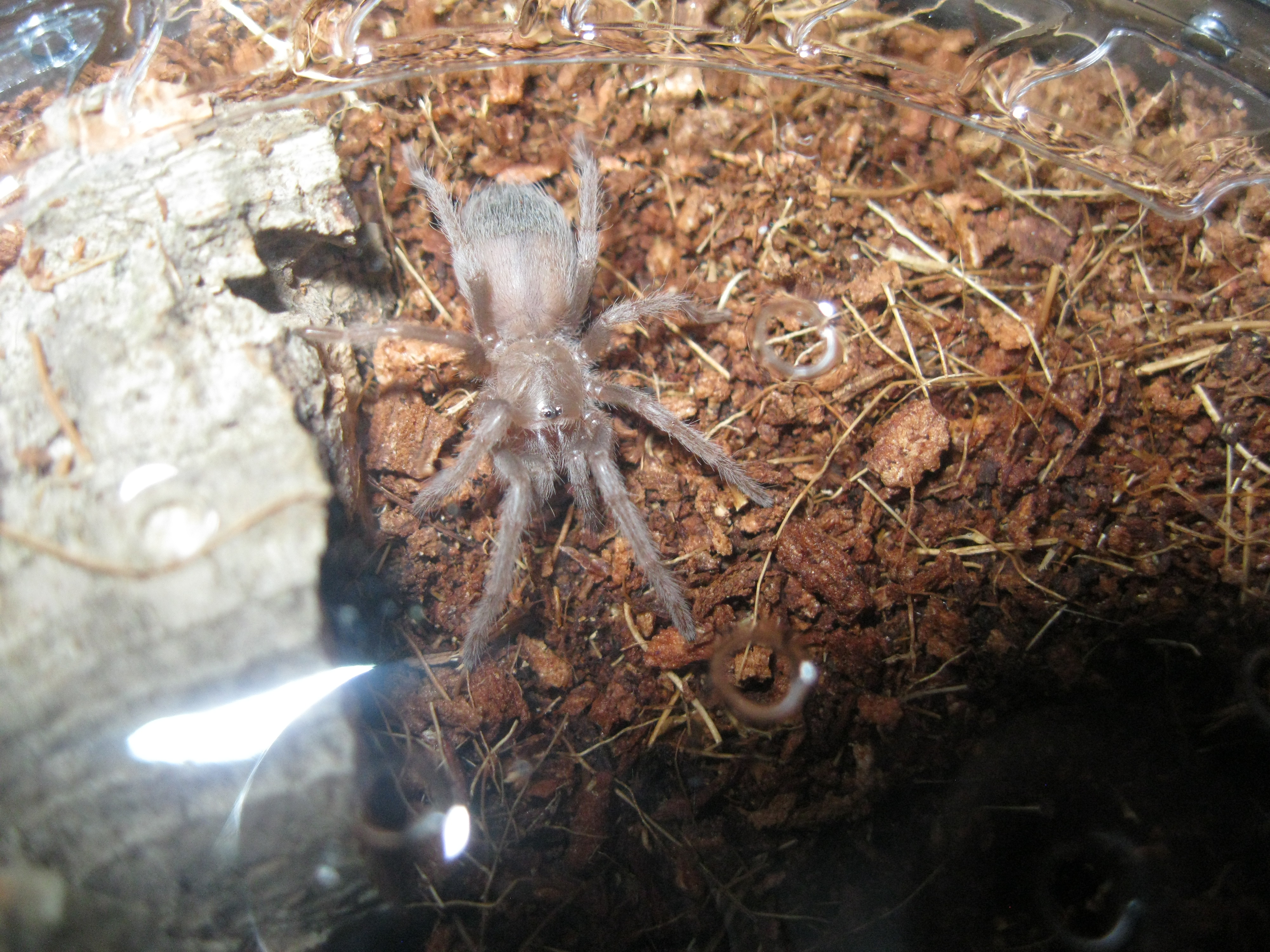 Lasiodora parahybana sling