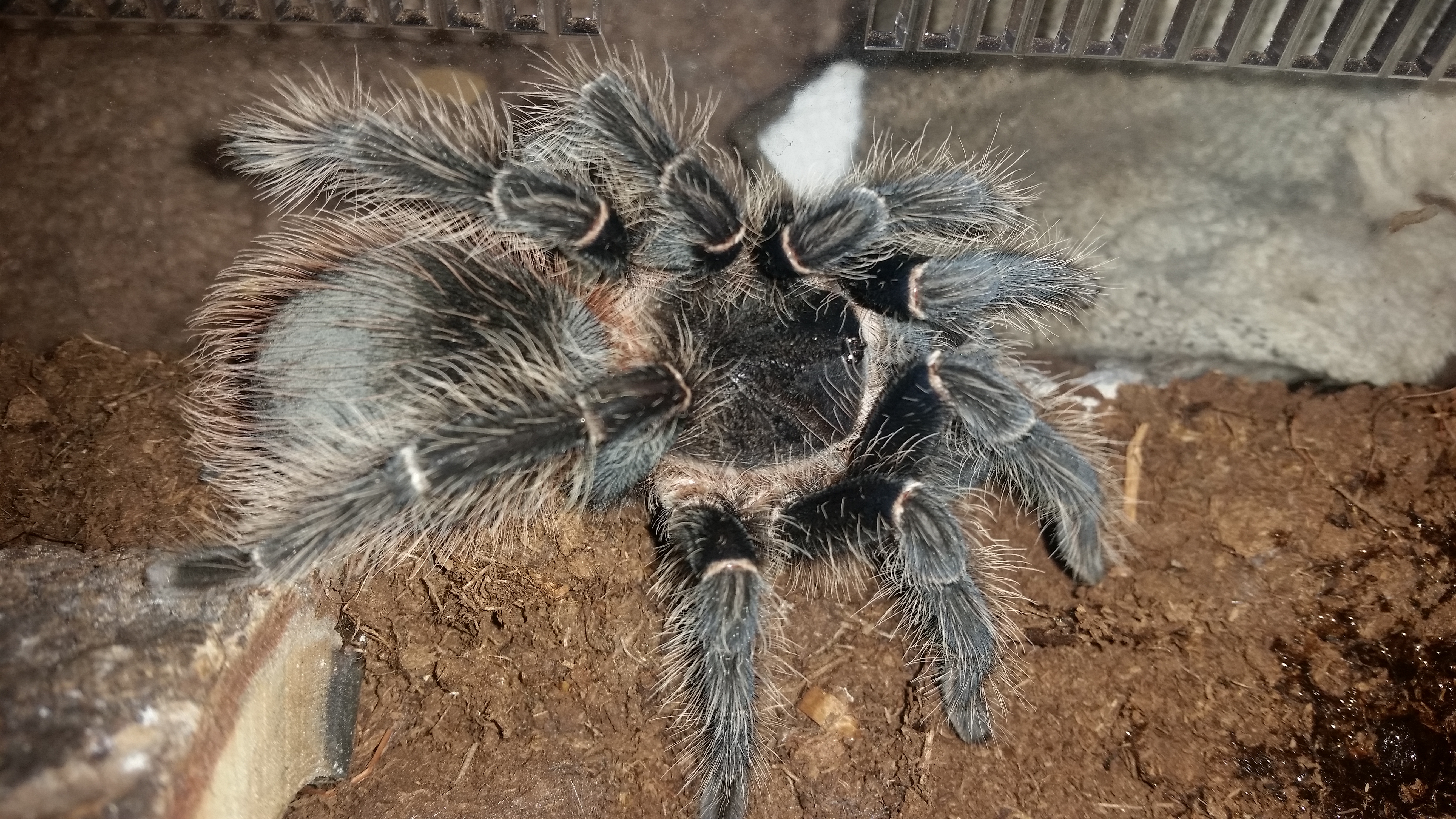 Lasiodora parahybana