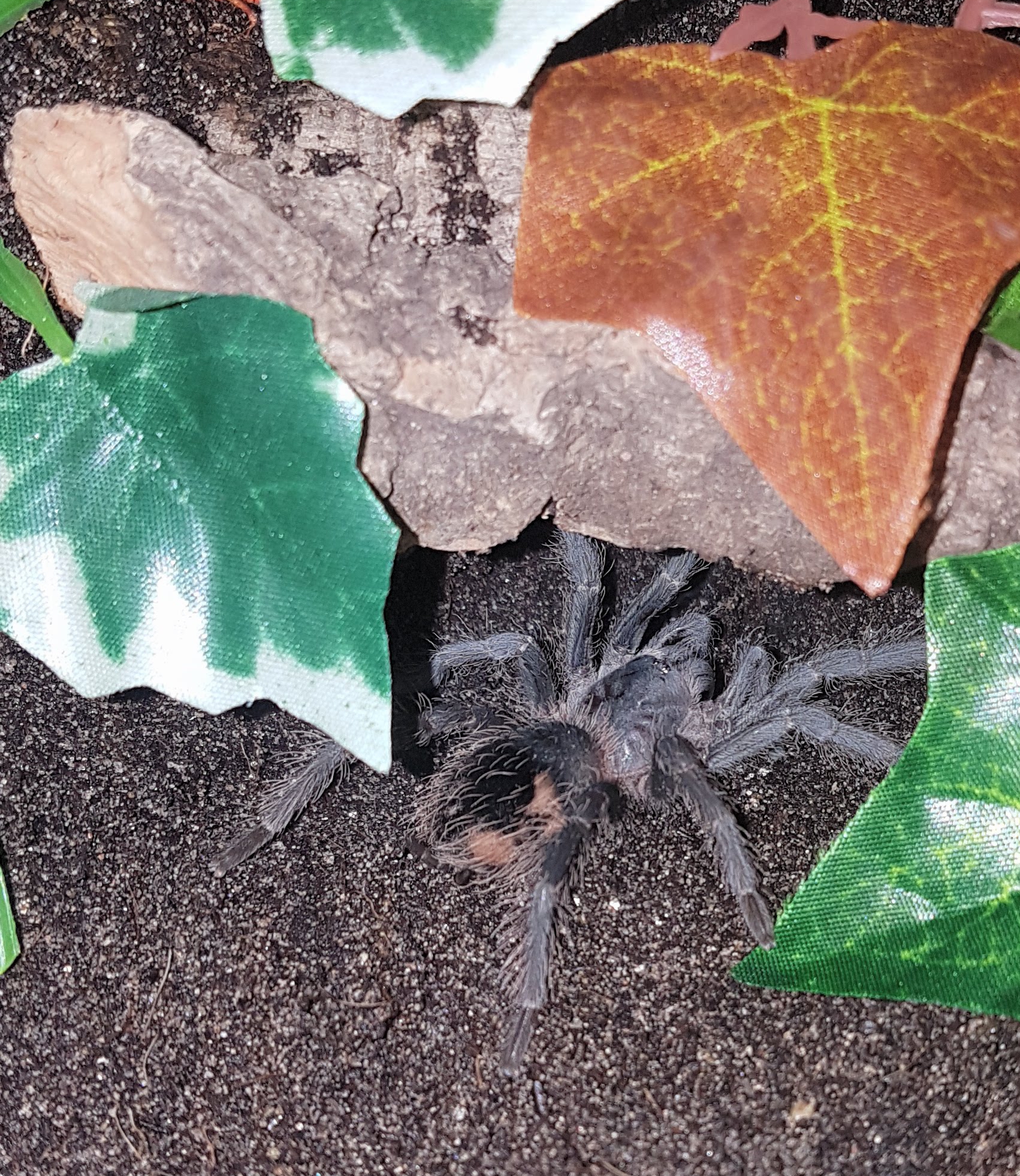 Lasiodora parahybana