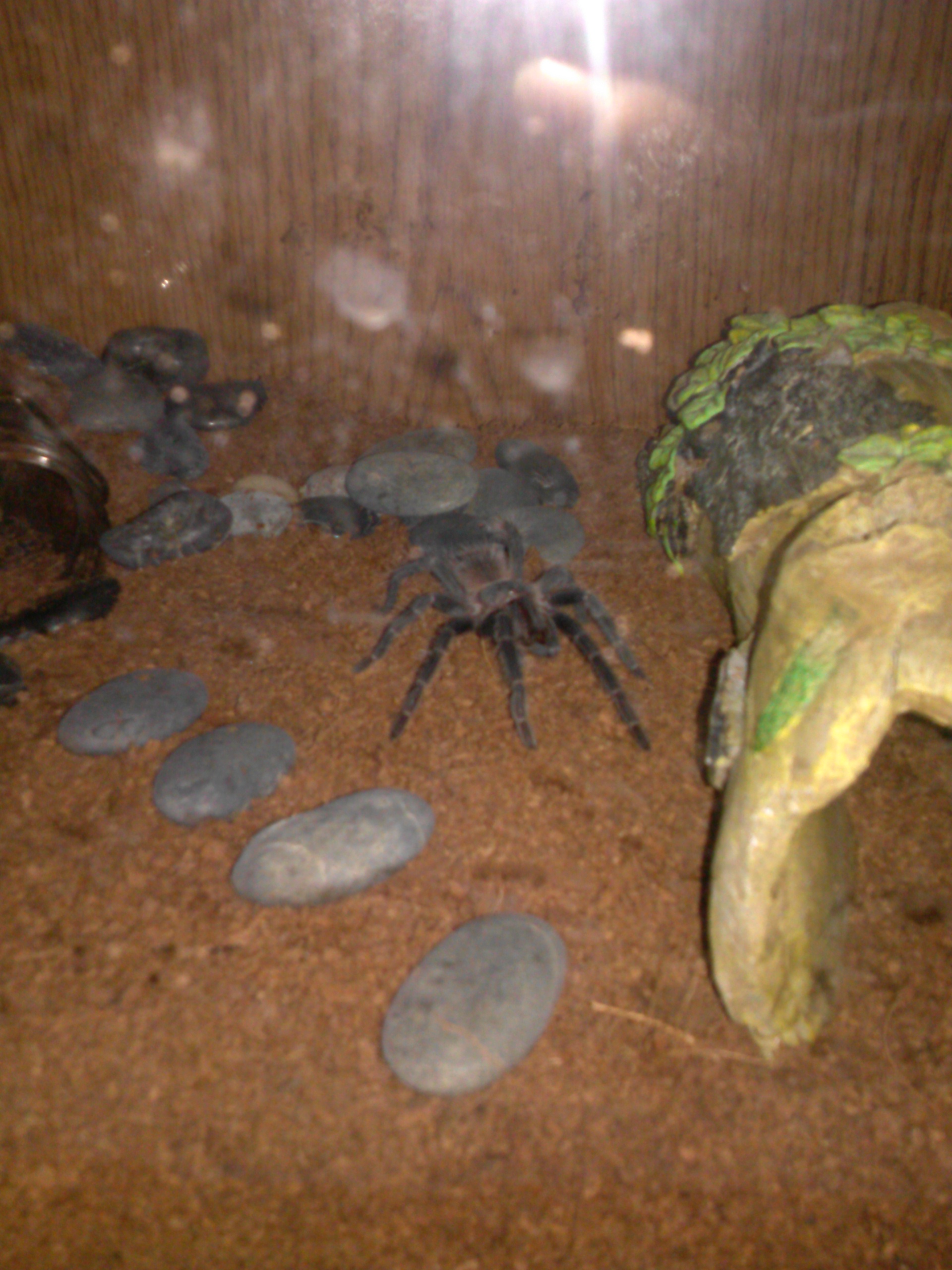 lasiodora parahybana