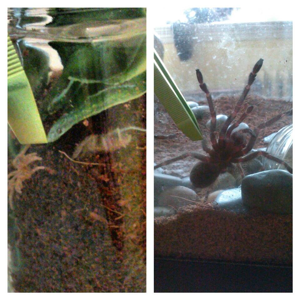 lasiodora parahybana