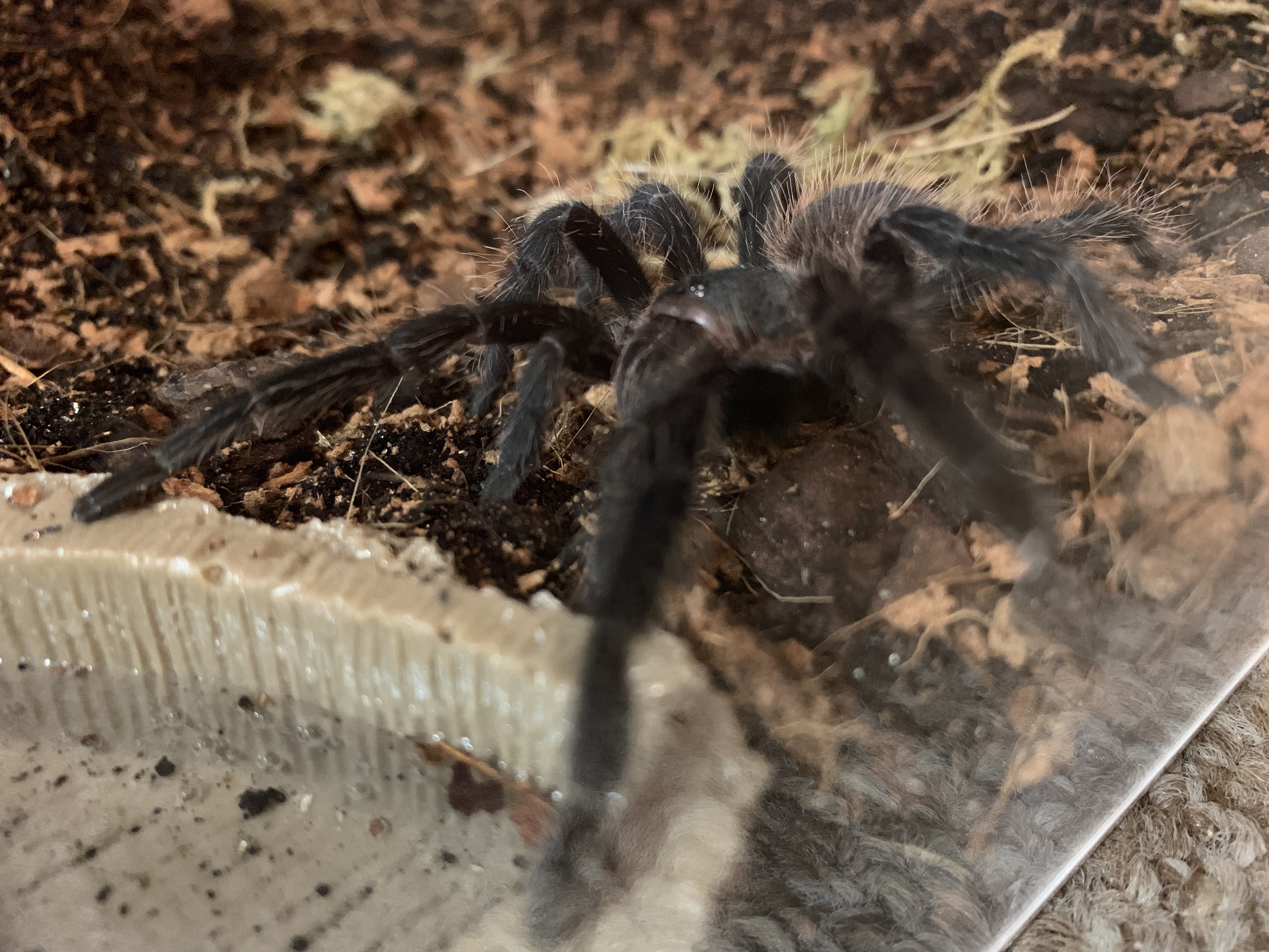 Lasiodora parahybana