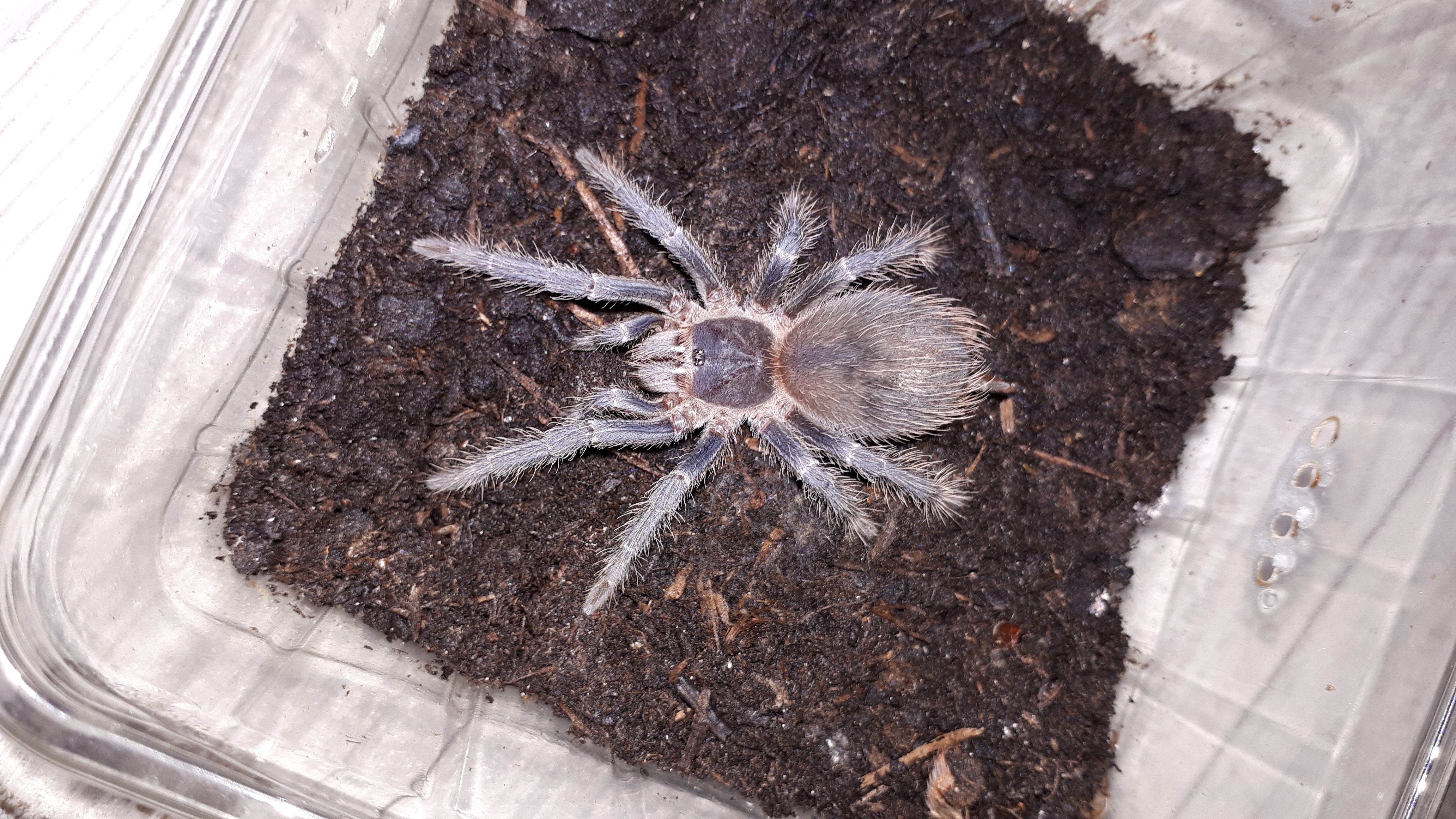 Lasiodora parahybana