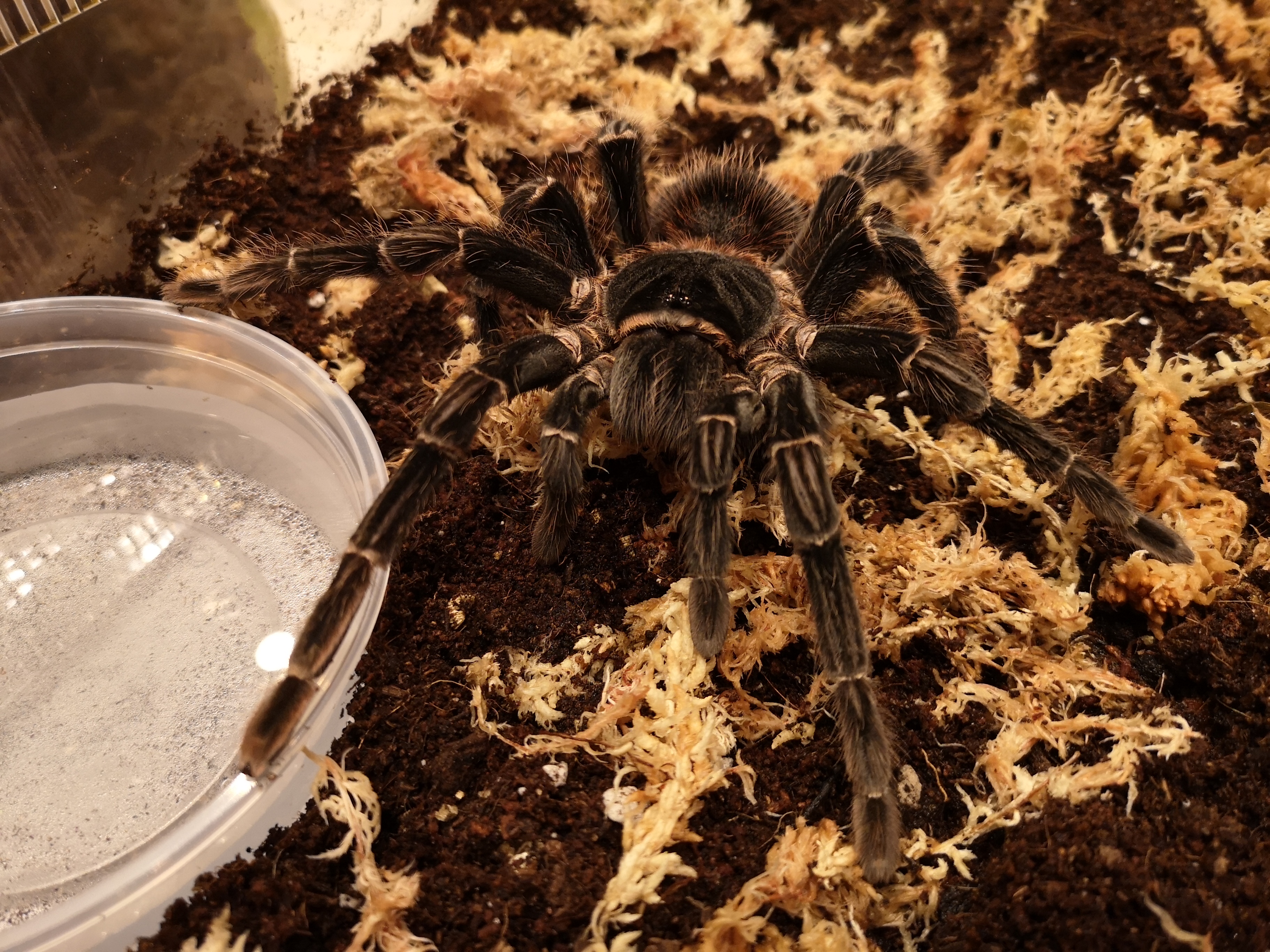 Lasiodora parahybana