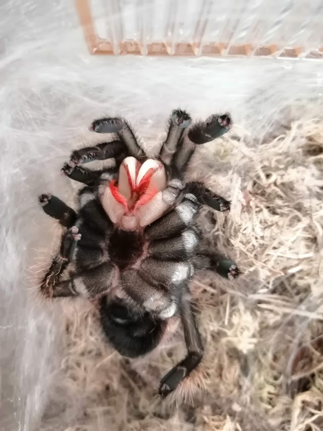 Lasiodora Parahybana