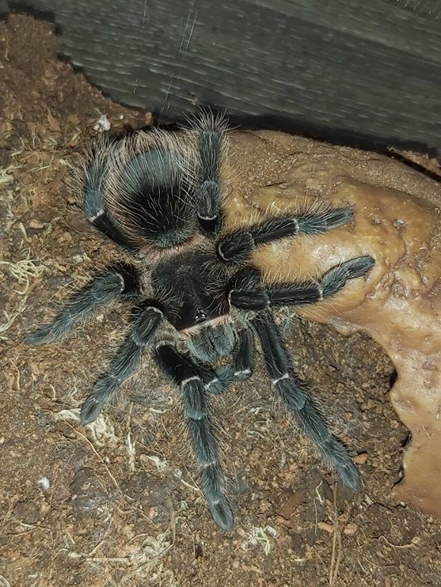 Lasiodora Parahybana