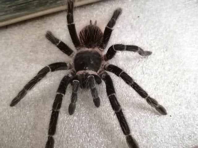 Lasiodora Parahybana