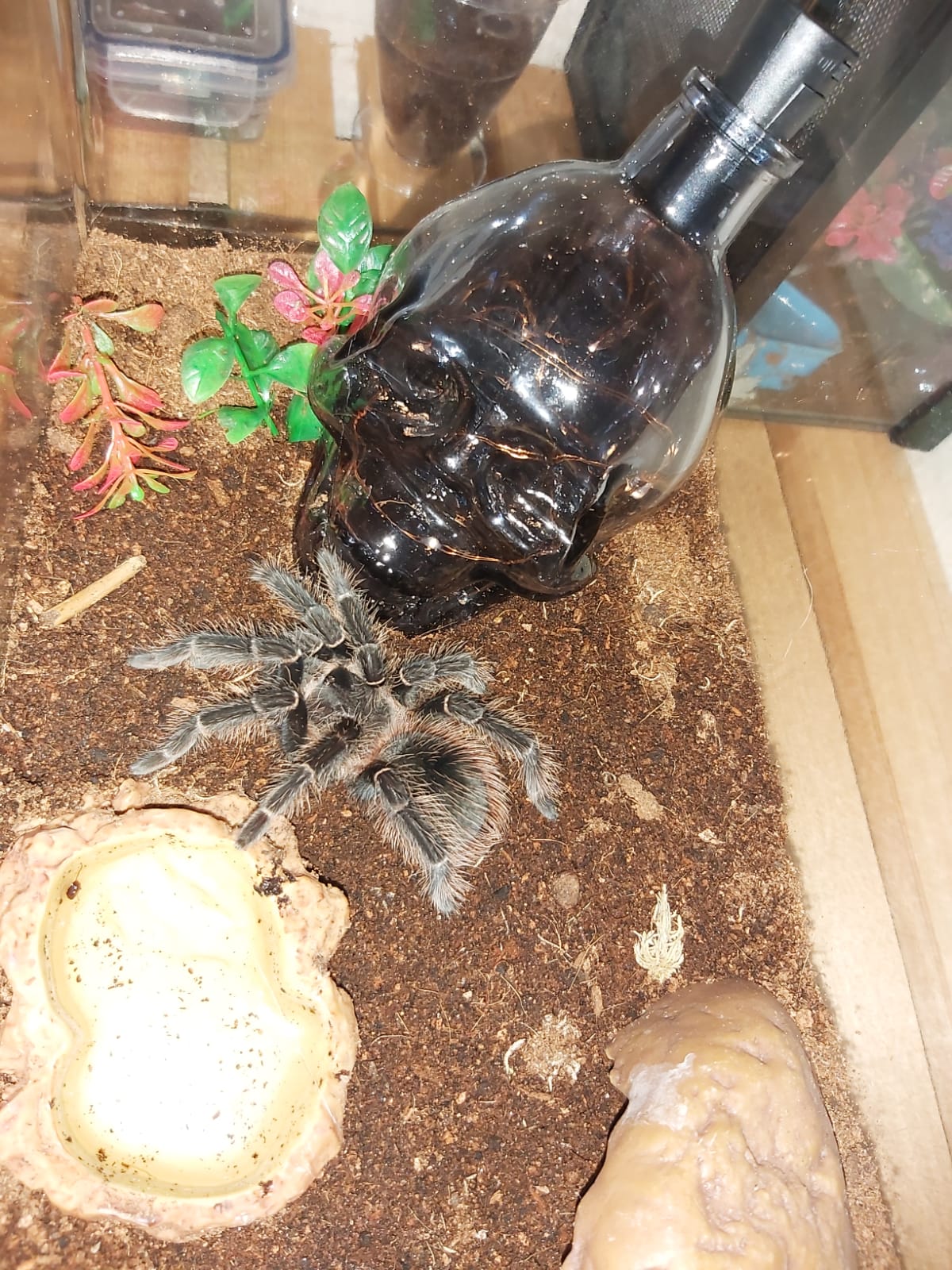 Lasiodora Parahybana