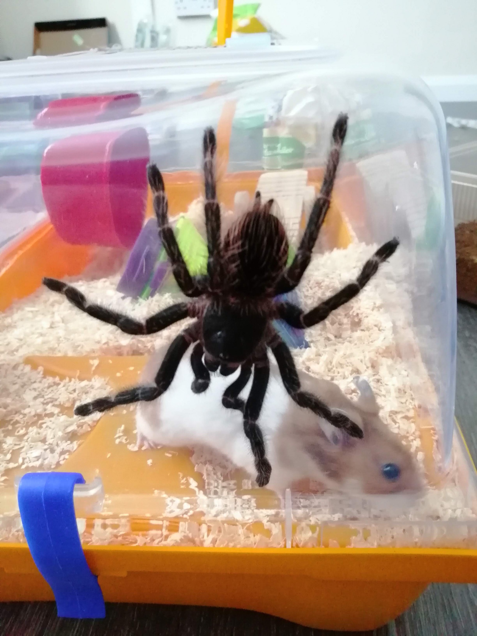 Lasiodora Parahybana