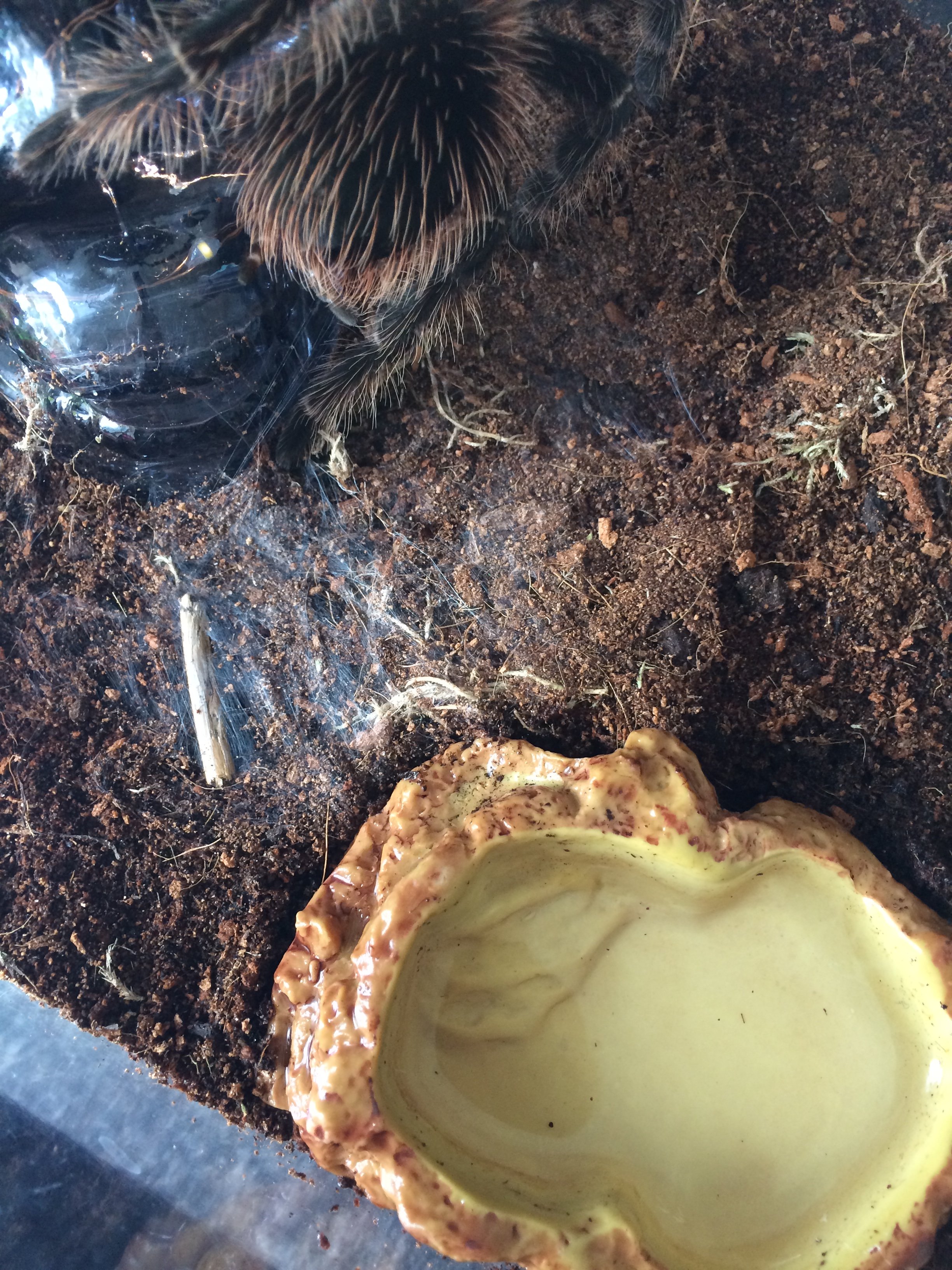 Lasiodora Parahybana