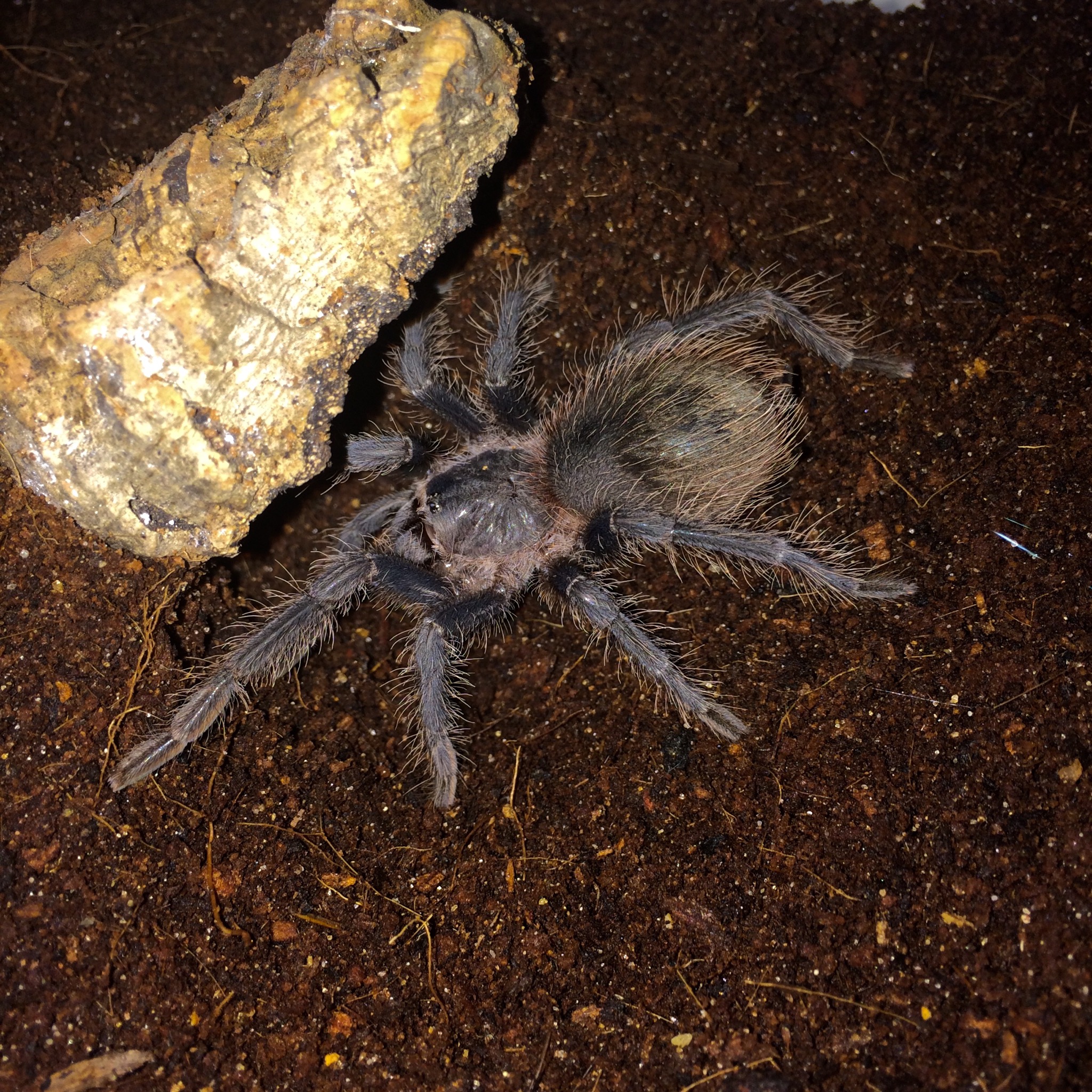 Lasiodora Parahybana