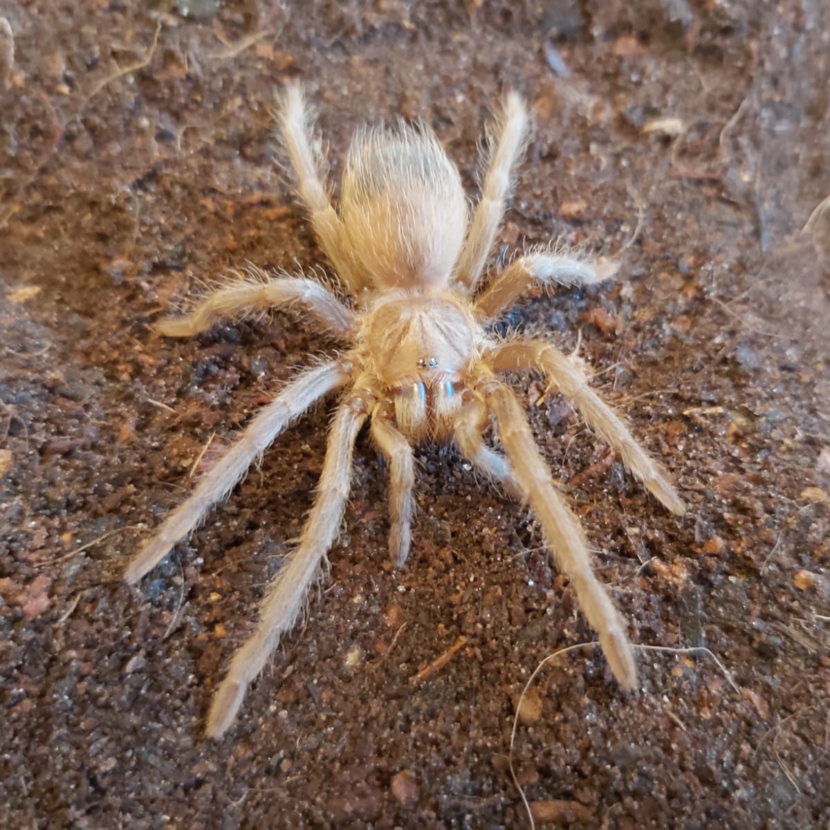 Lasiodora Parahybana