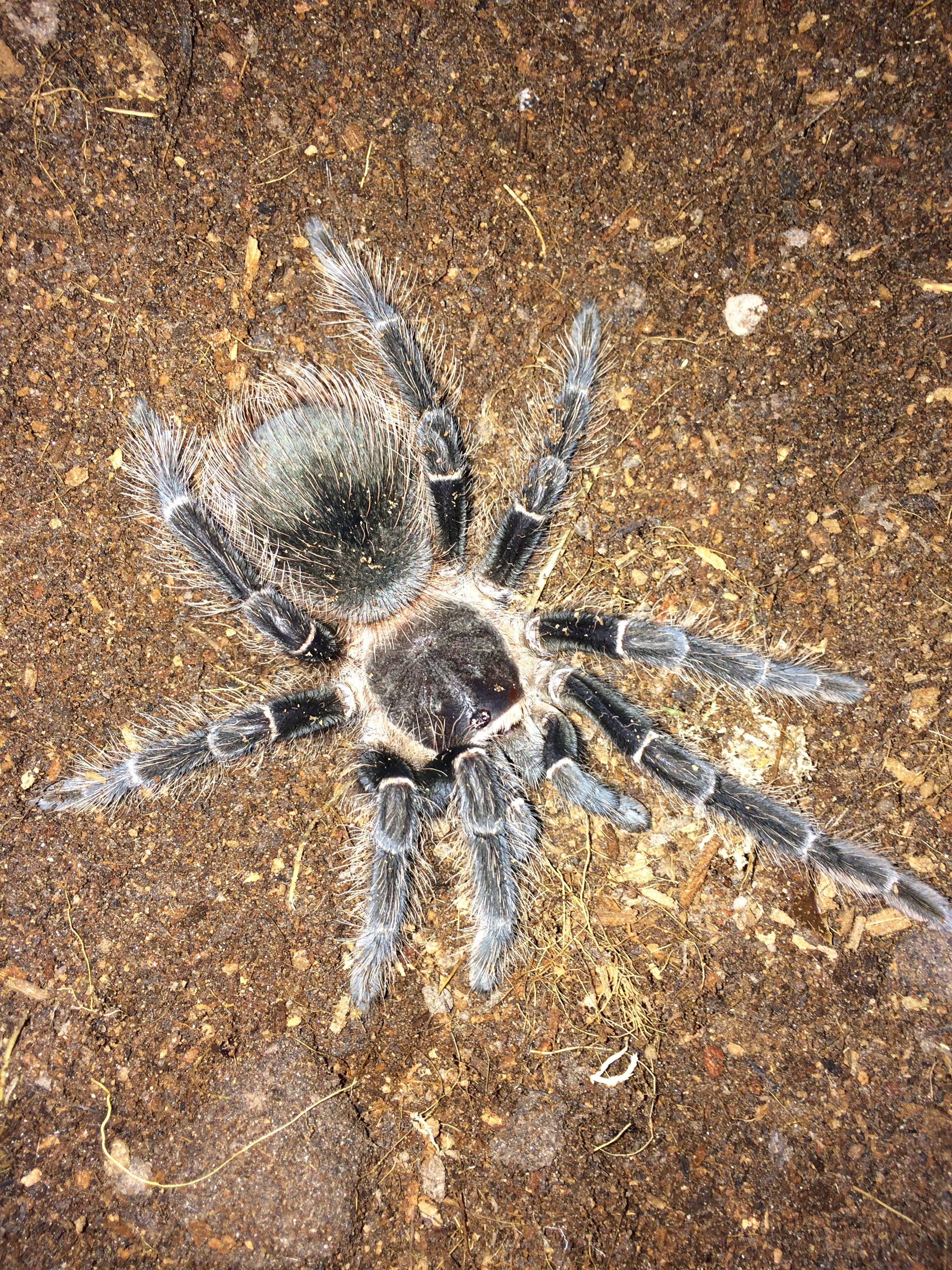 Lasiodora Parahybana