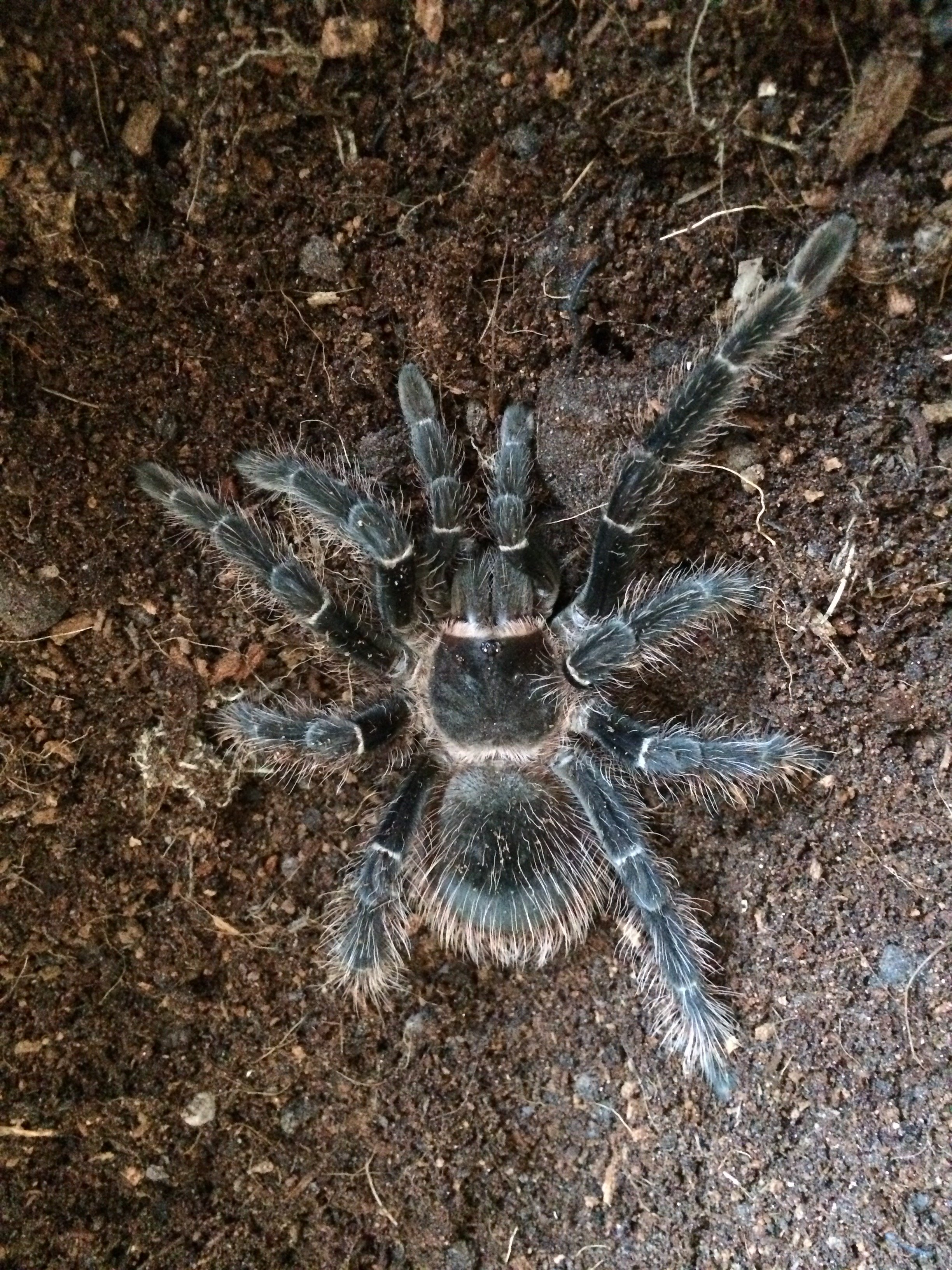Lasiodora Parahybana