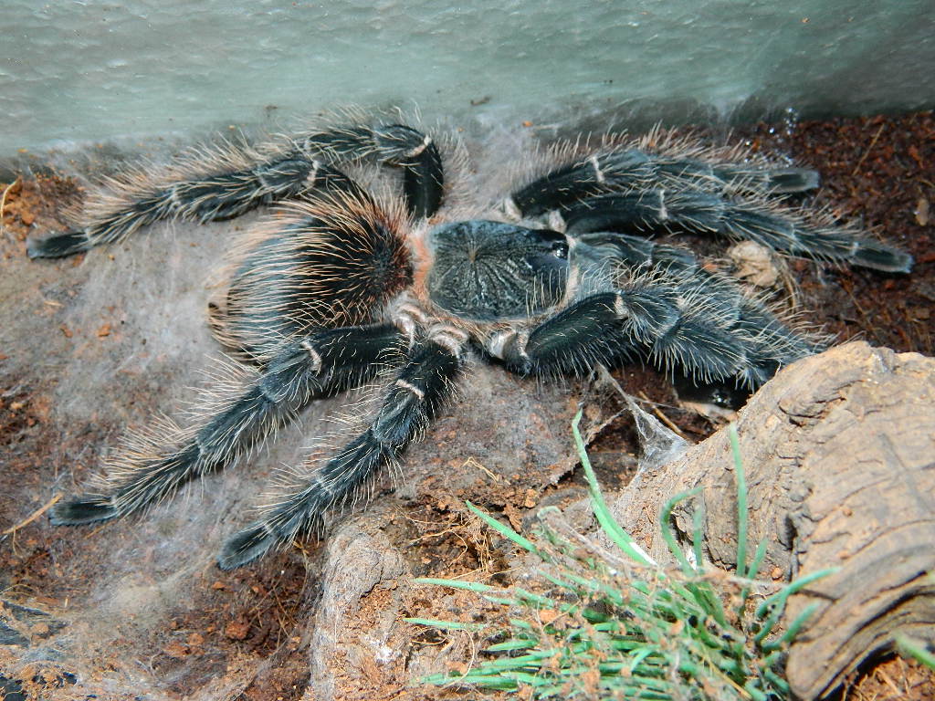 lasiodora striatipes (grey bird eater)