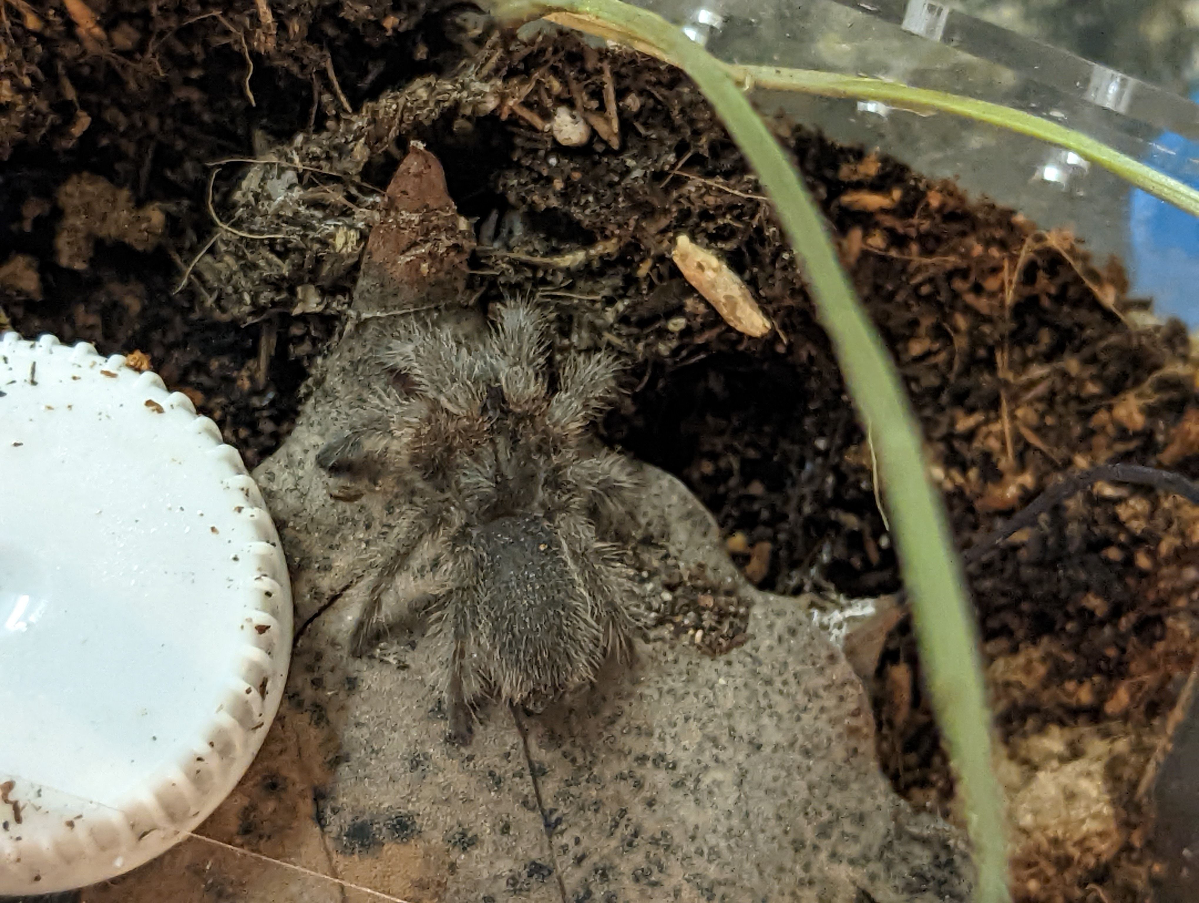 Lasiodorides polycuspulatas Jessica