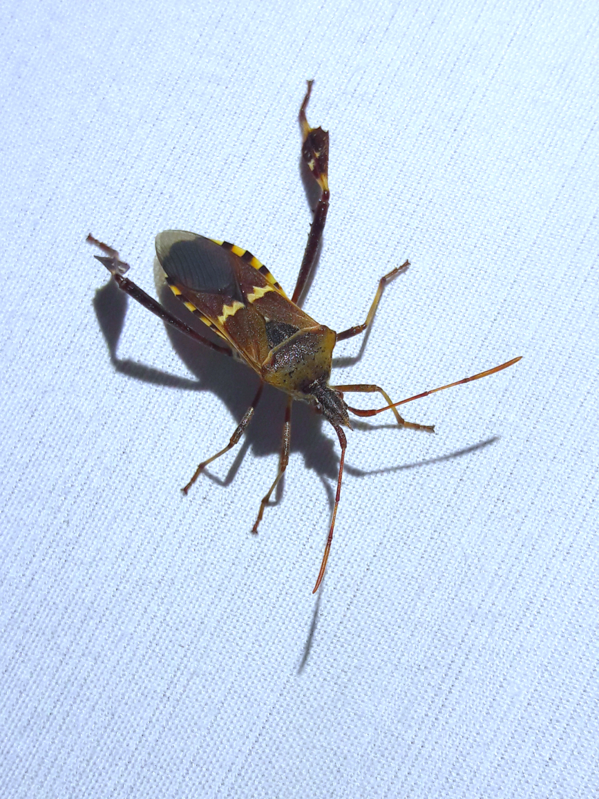 Leptoglossus clypealis - Western leaf-footed bug