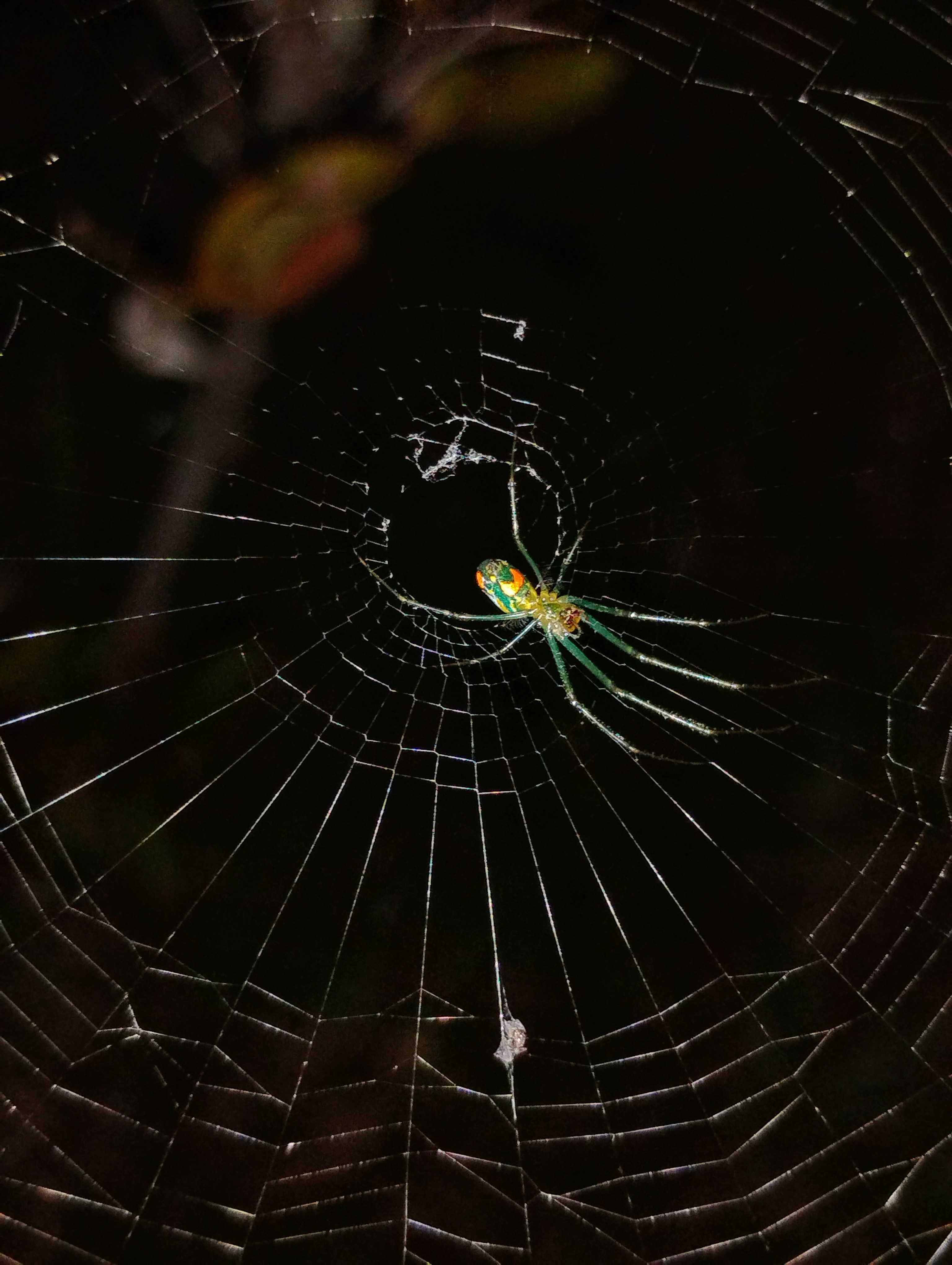 Leucauge argyrobapta