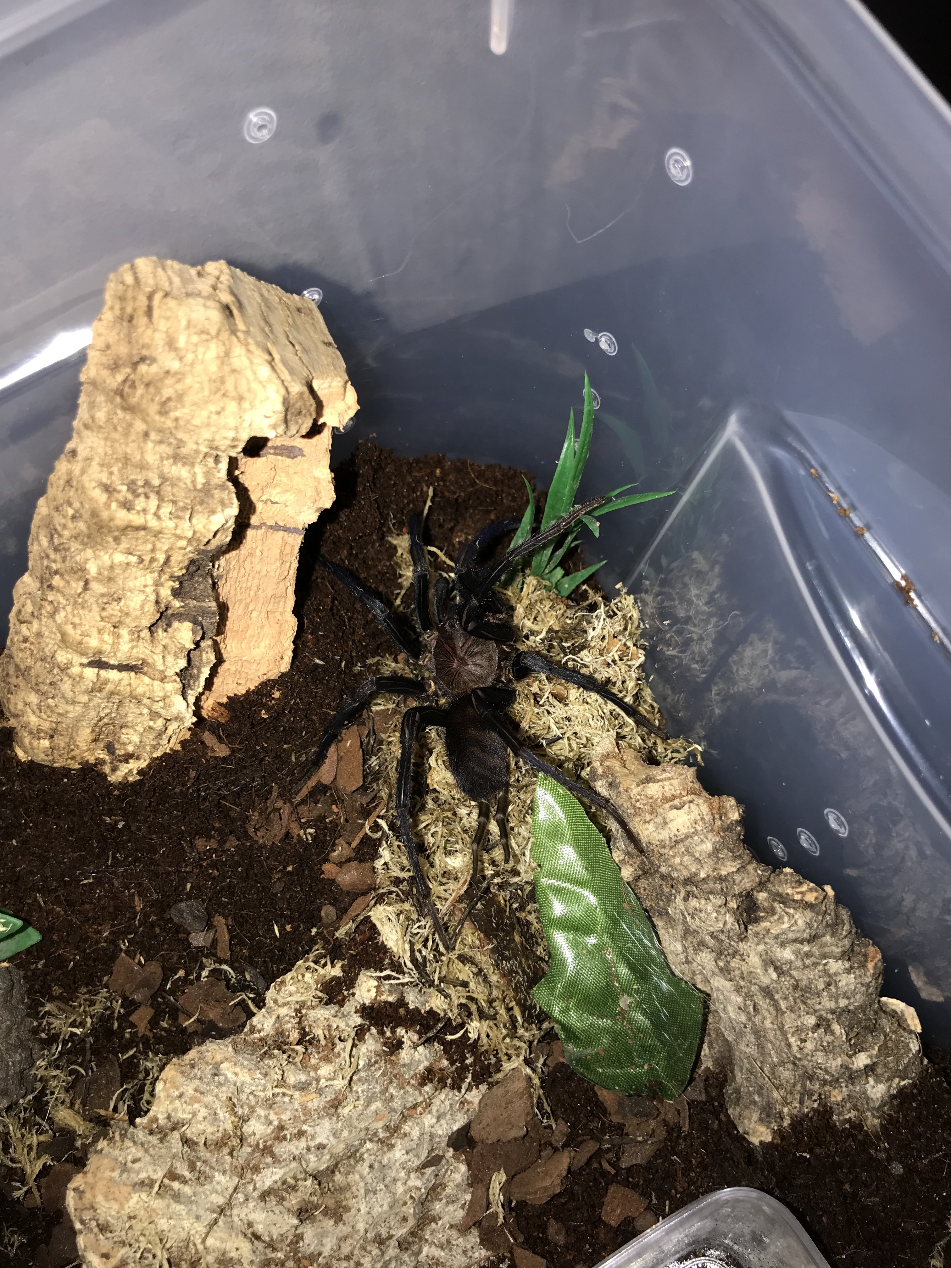 Linothele Fallax Tarantula Forum