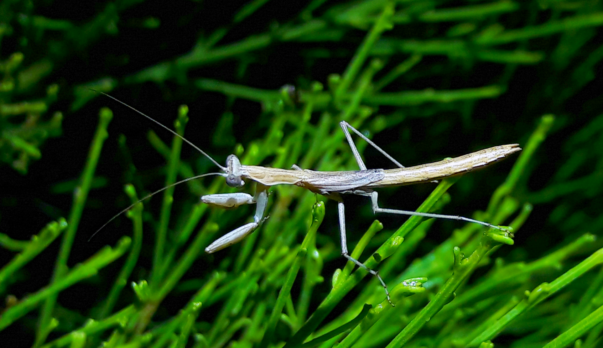 Litanutria ocularis- Obscure ground mantis