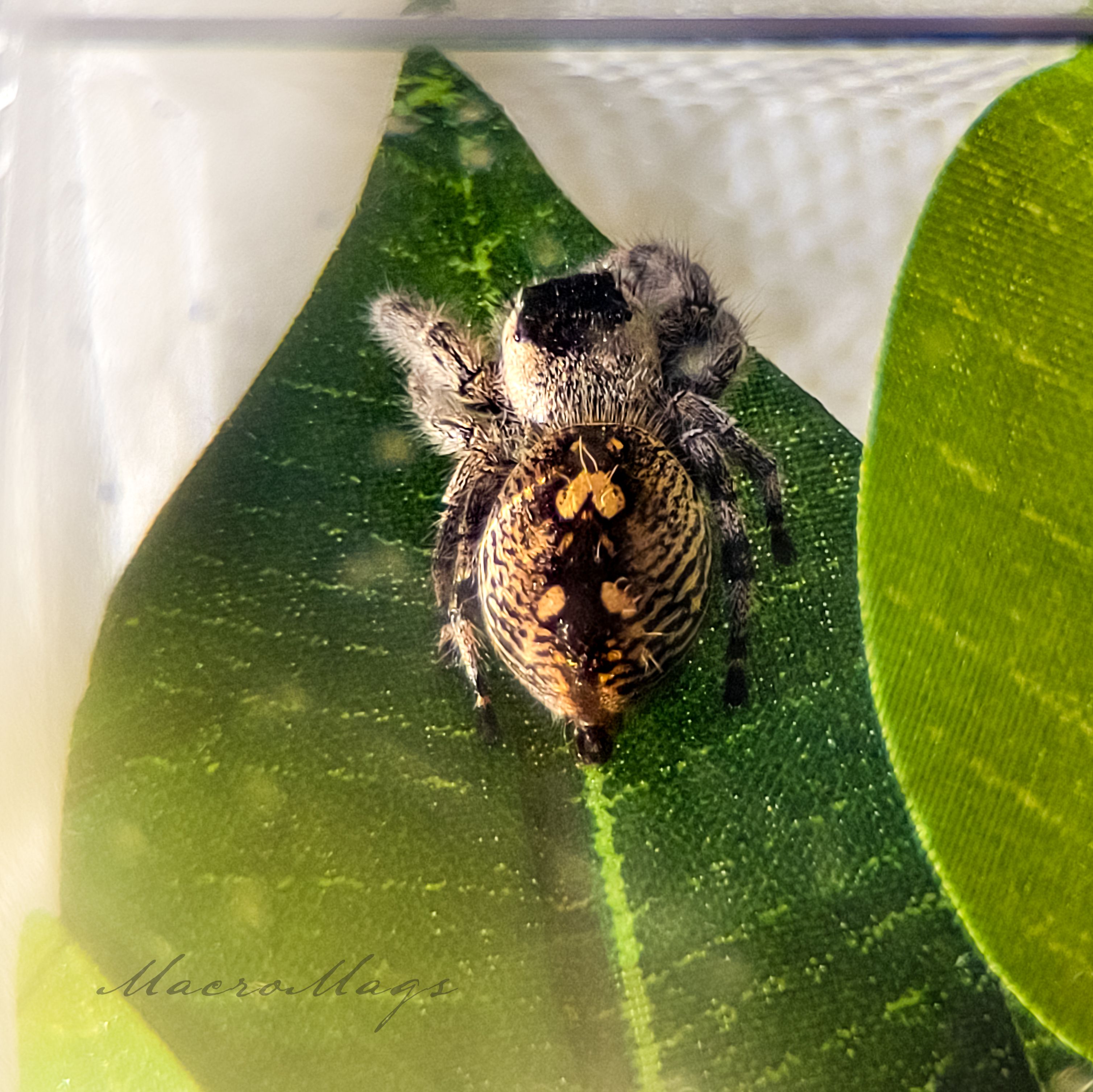 Little Gravid Hybrid Female.jpg