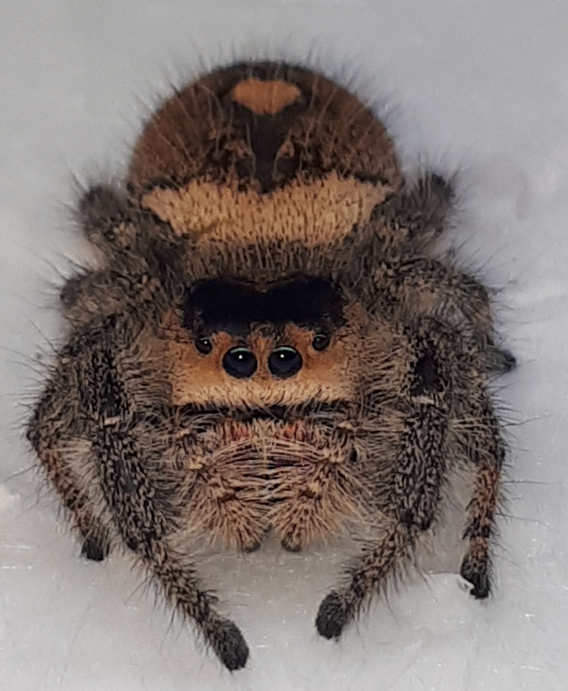 look at those puppy dog eyes! ♡