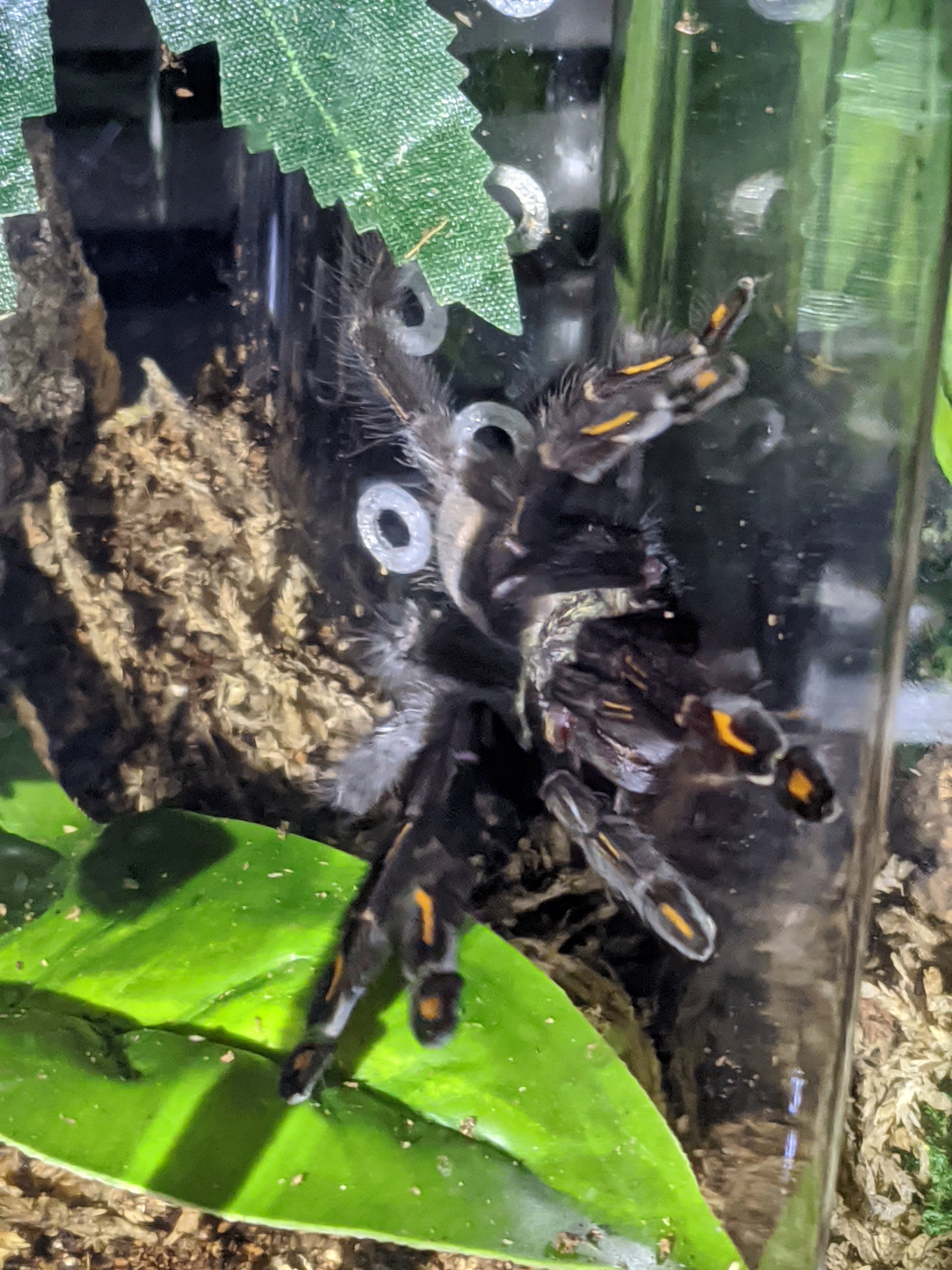 Look ma, flashy orange