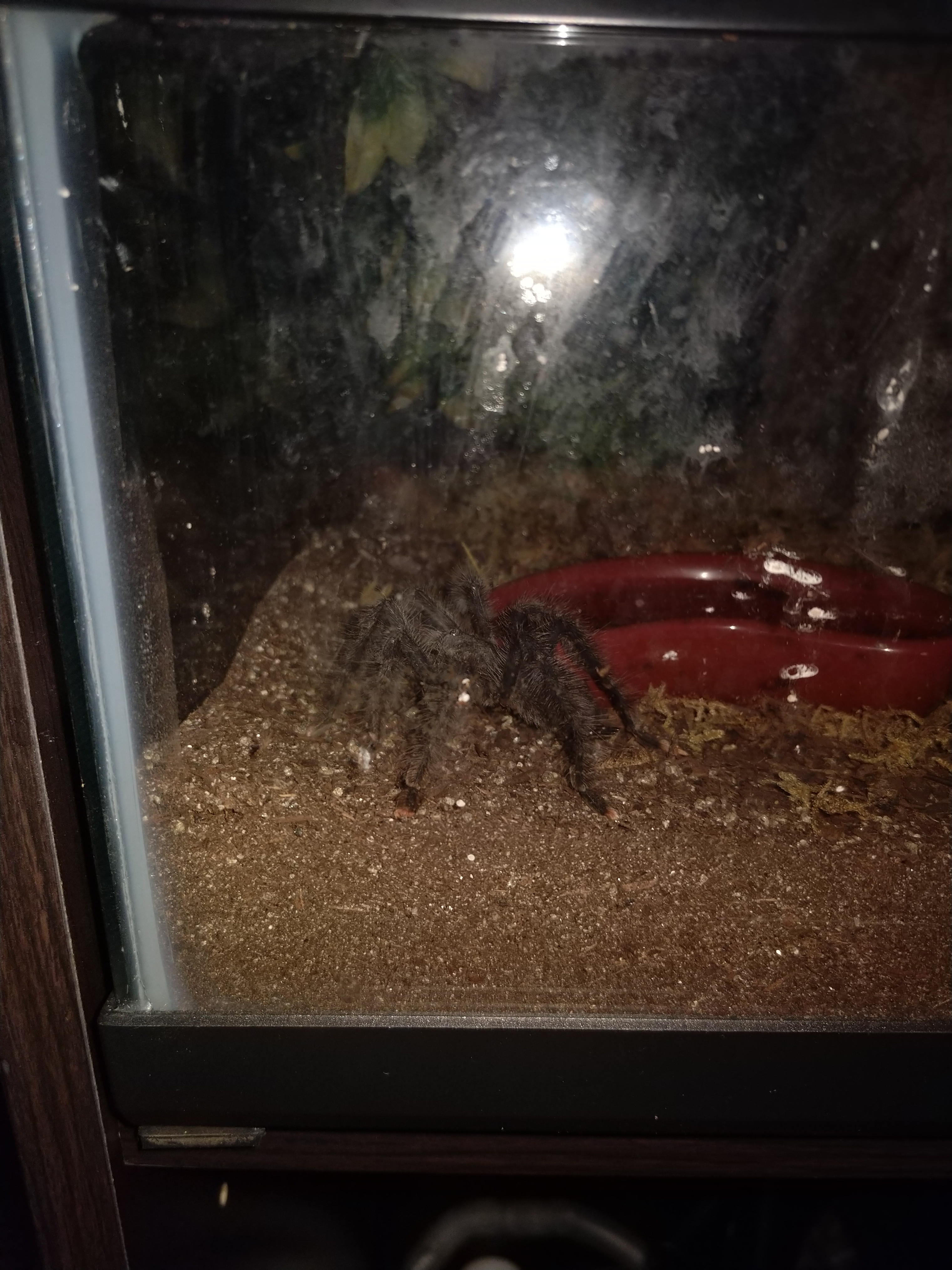 Loving his first dubia