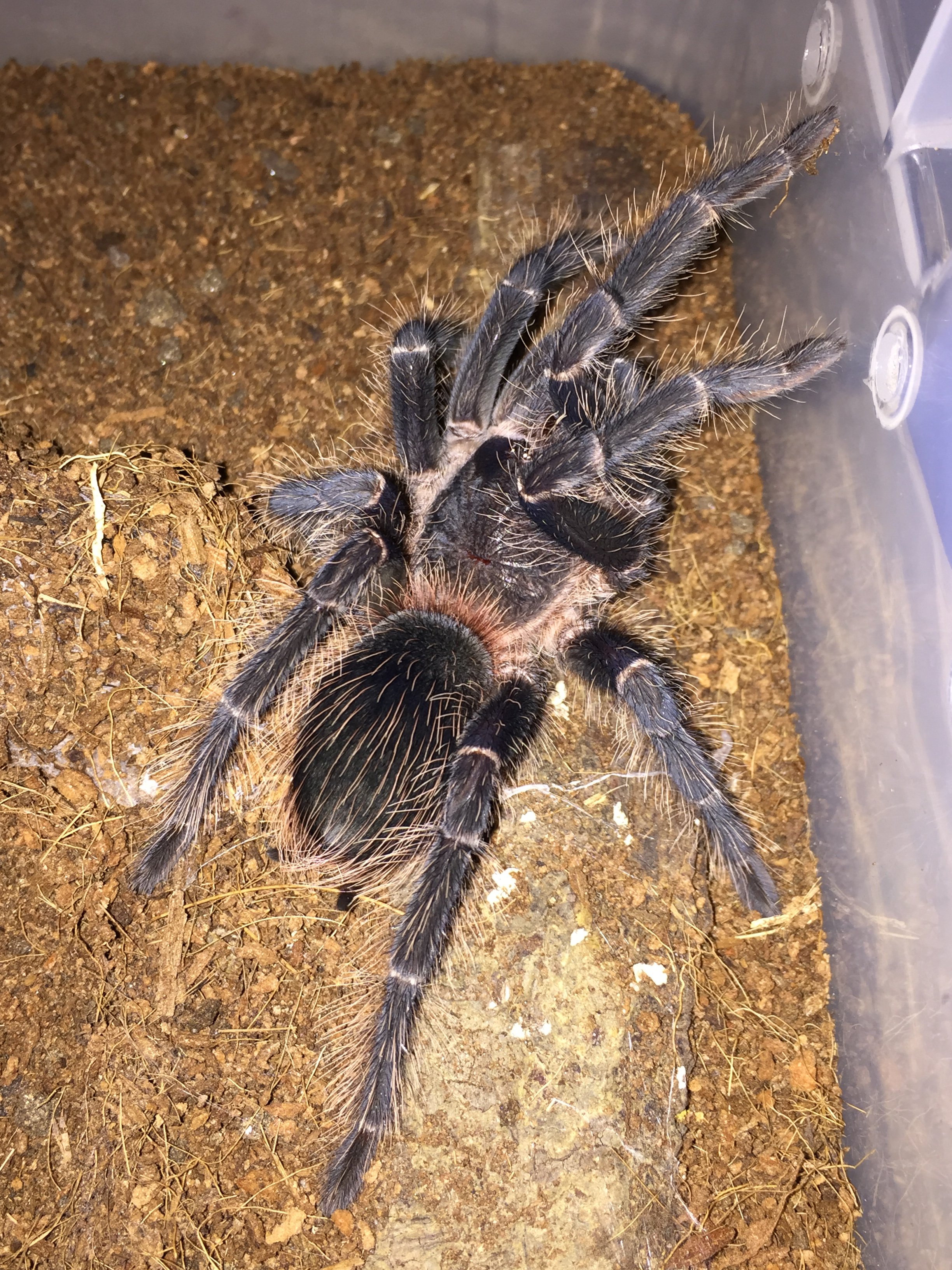 LP freshly molted