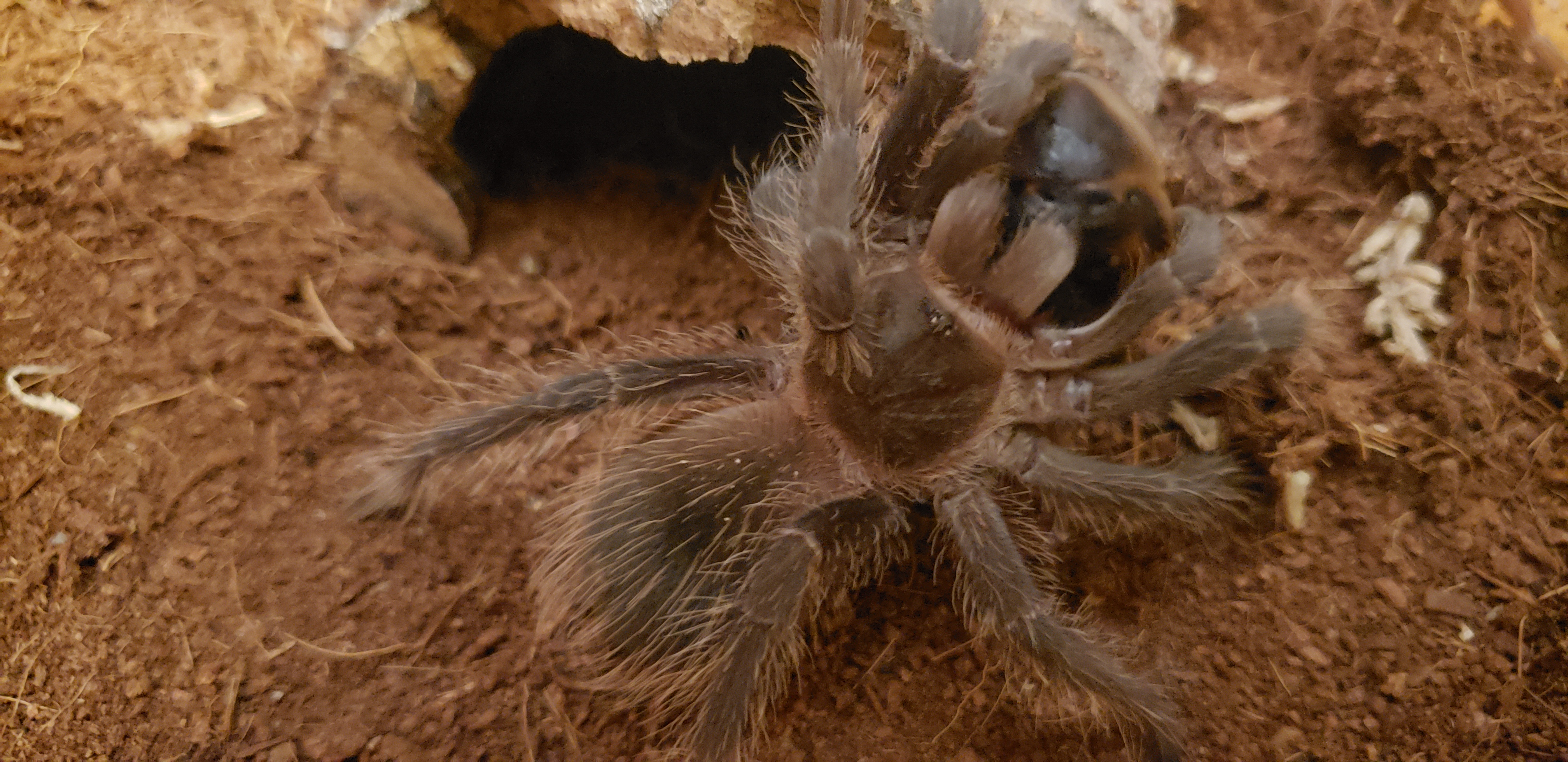LP male