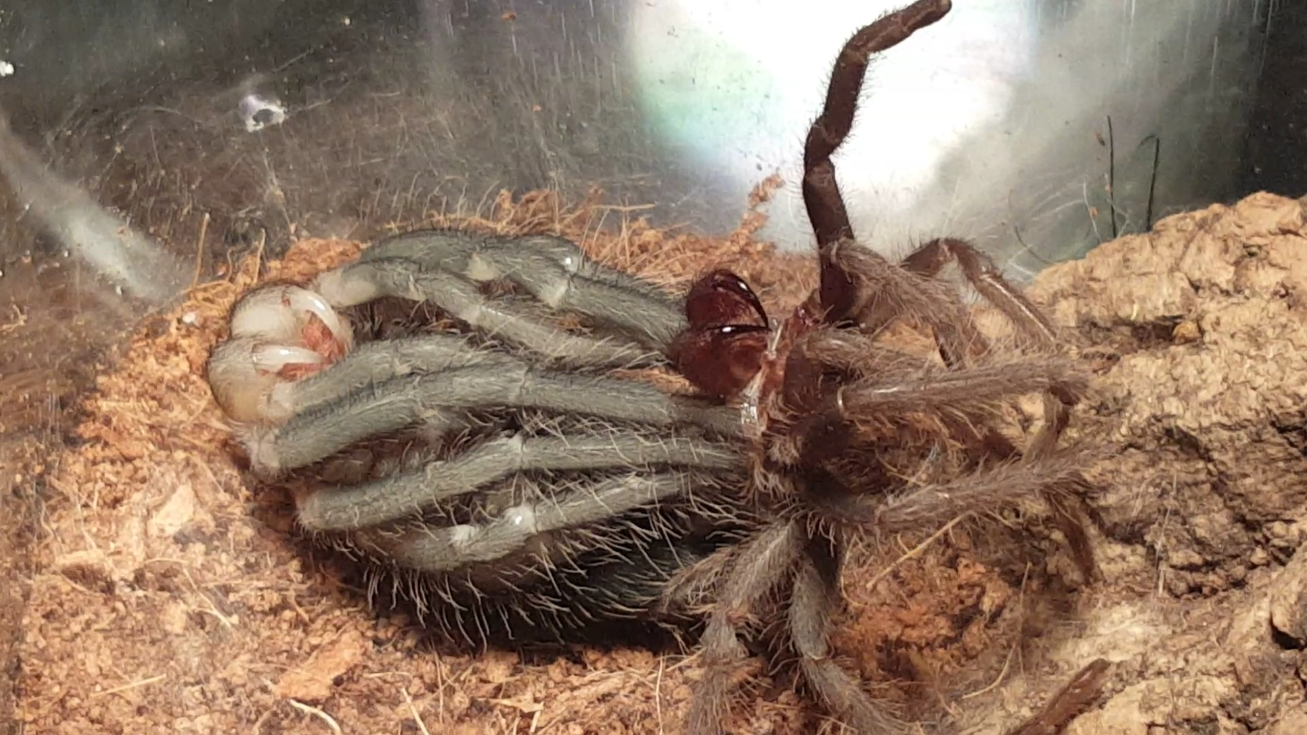LP Molting