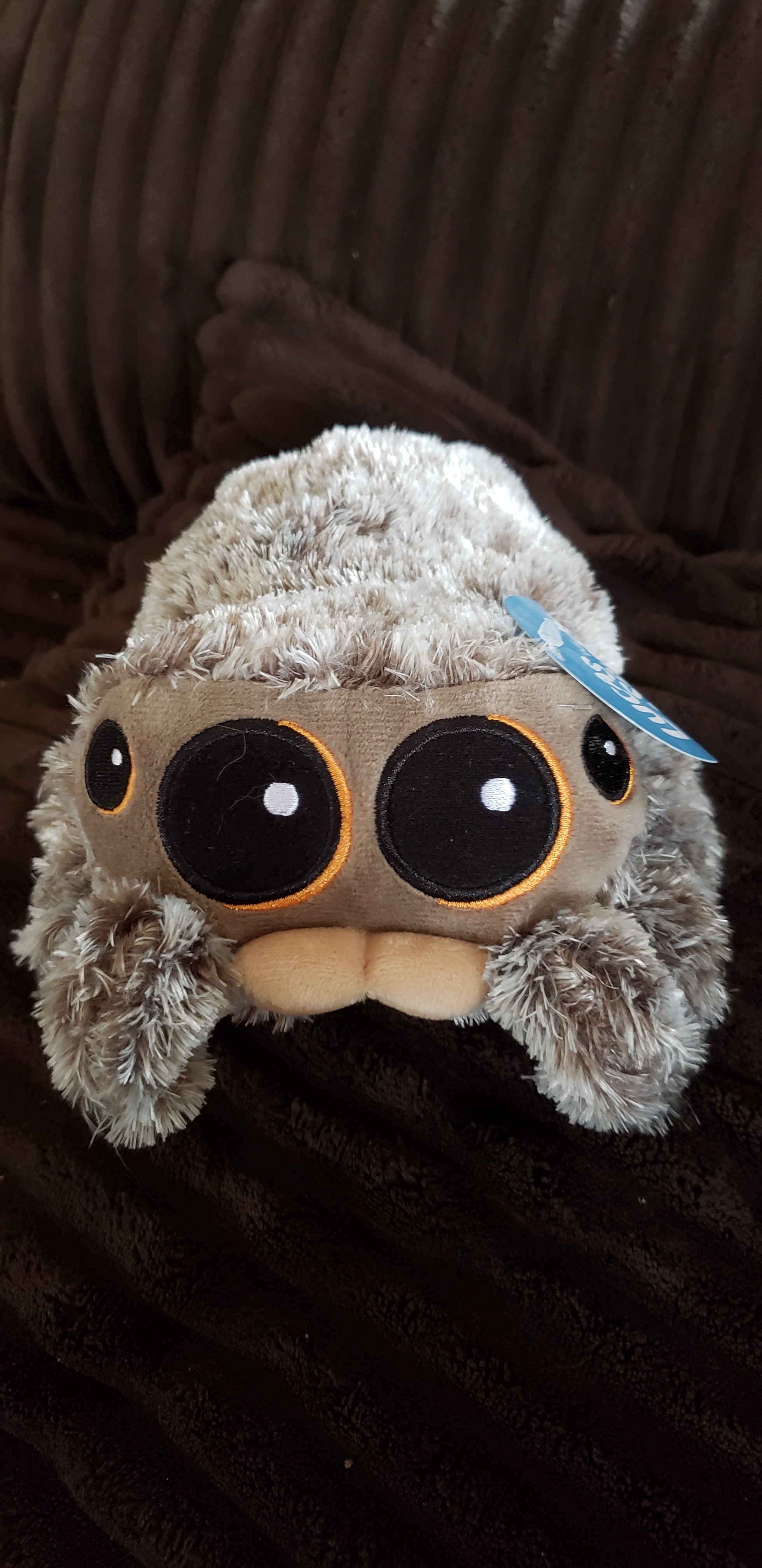 "Lucas" the spider