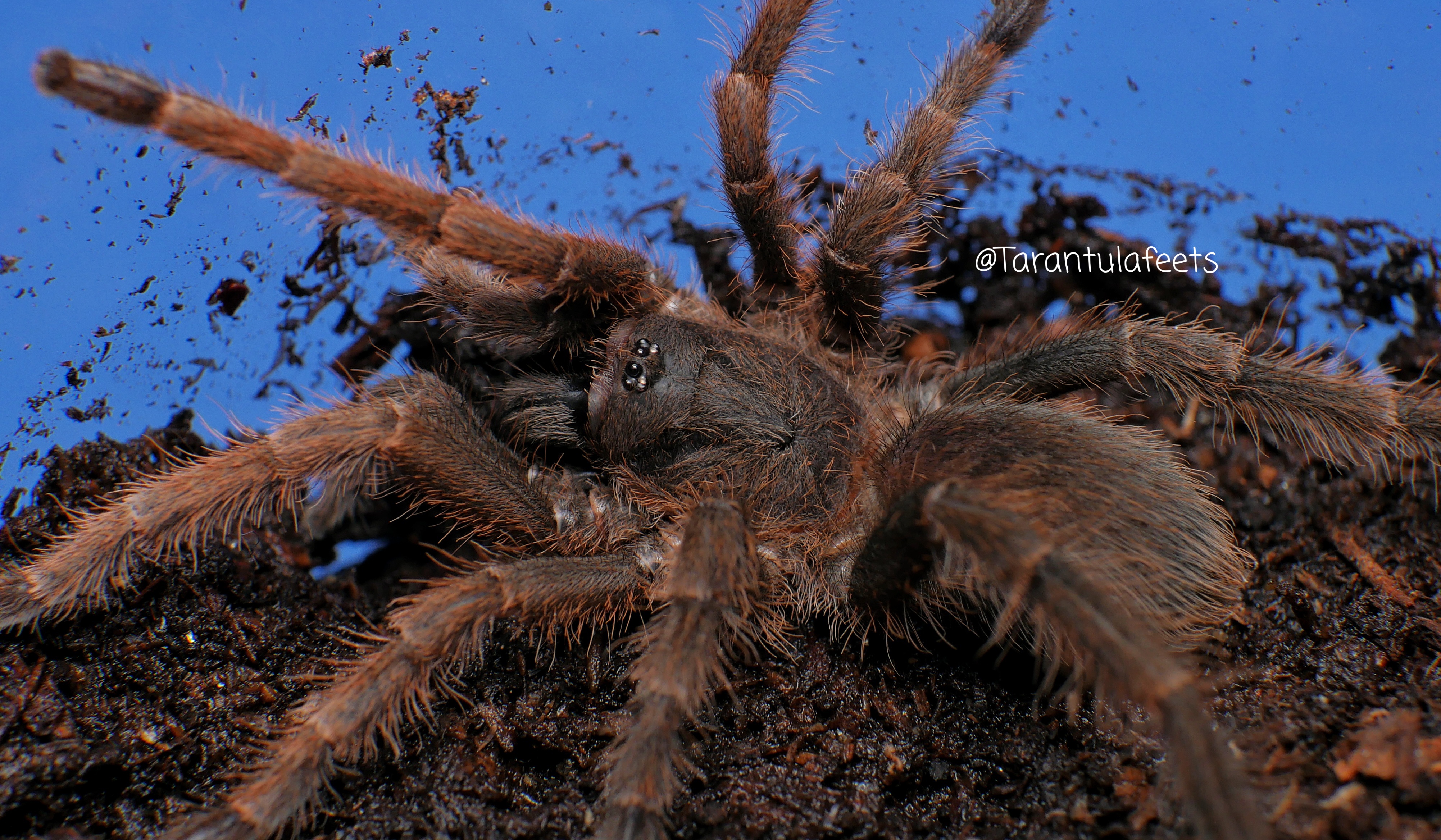 Lyrognathus giannisposatoi