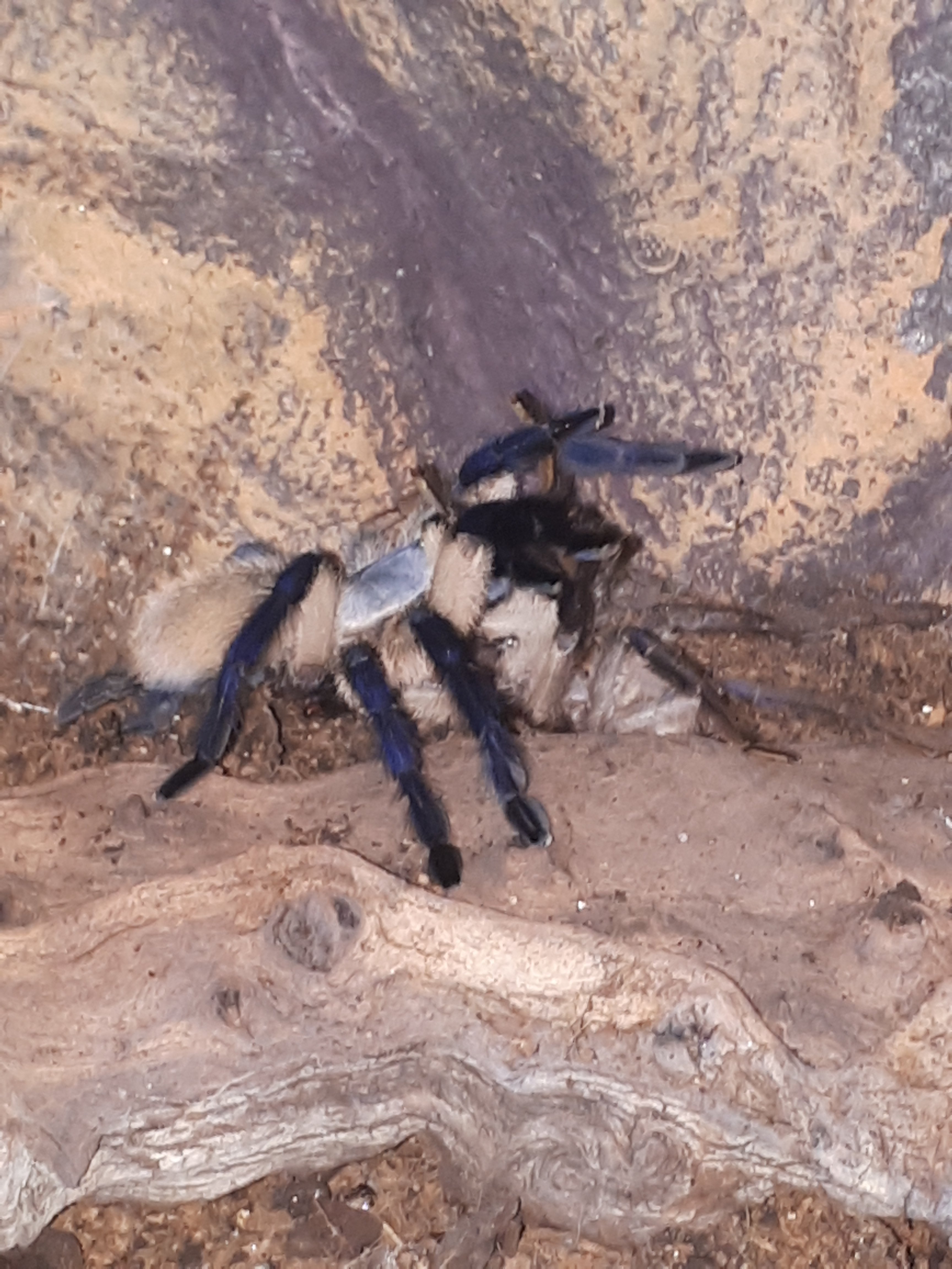 M balfouri breeding attempt