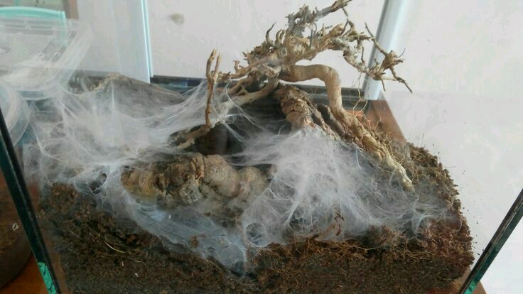 M.balfouri enclosure