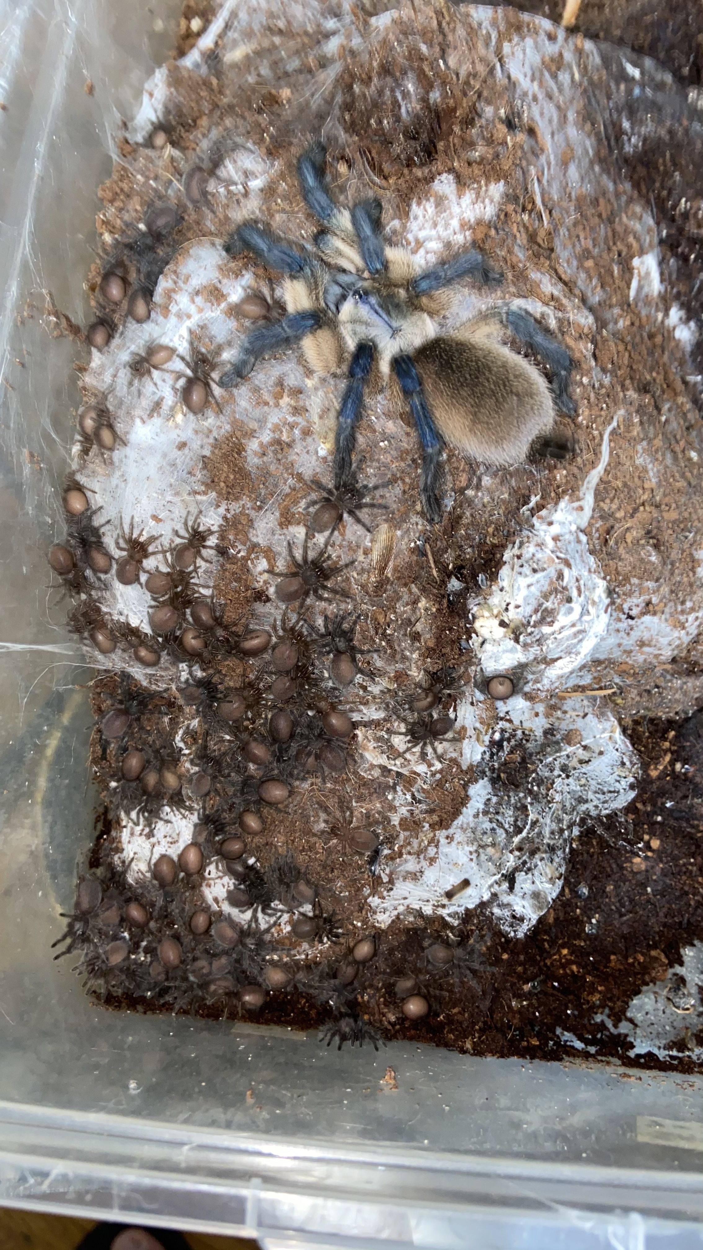 M balfouri mom with slings