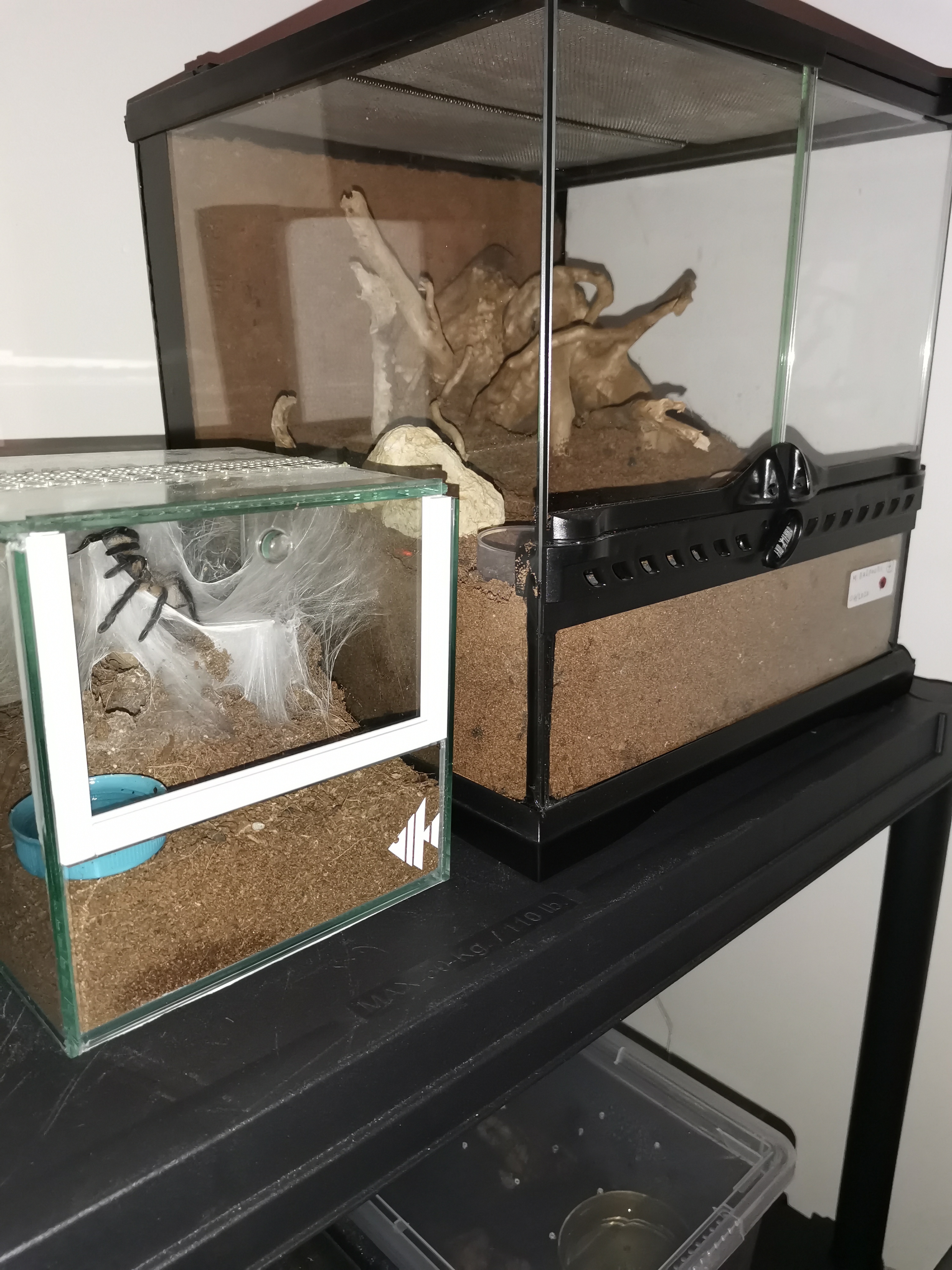 M balfouri rehouse done