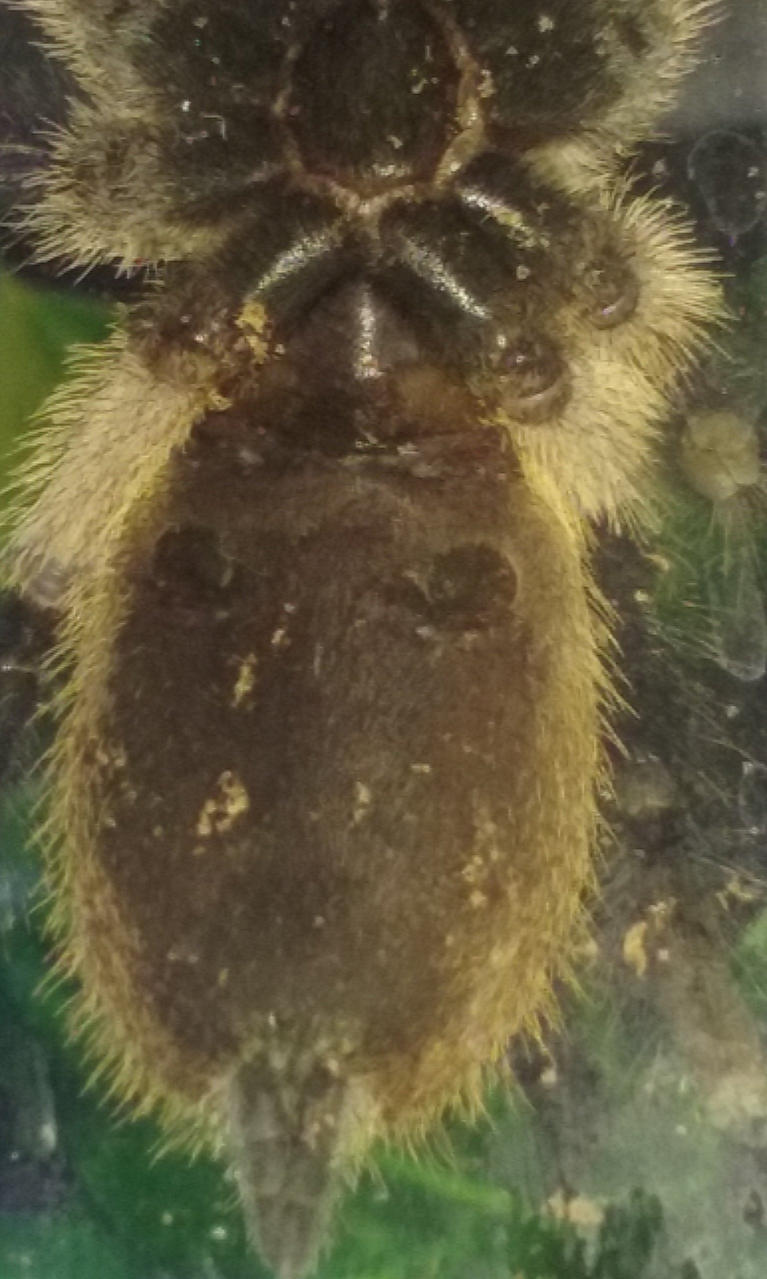 M balfouri ventral sexing?