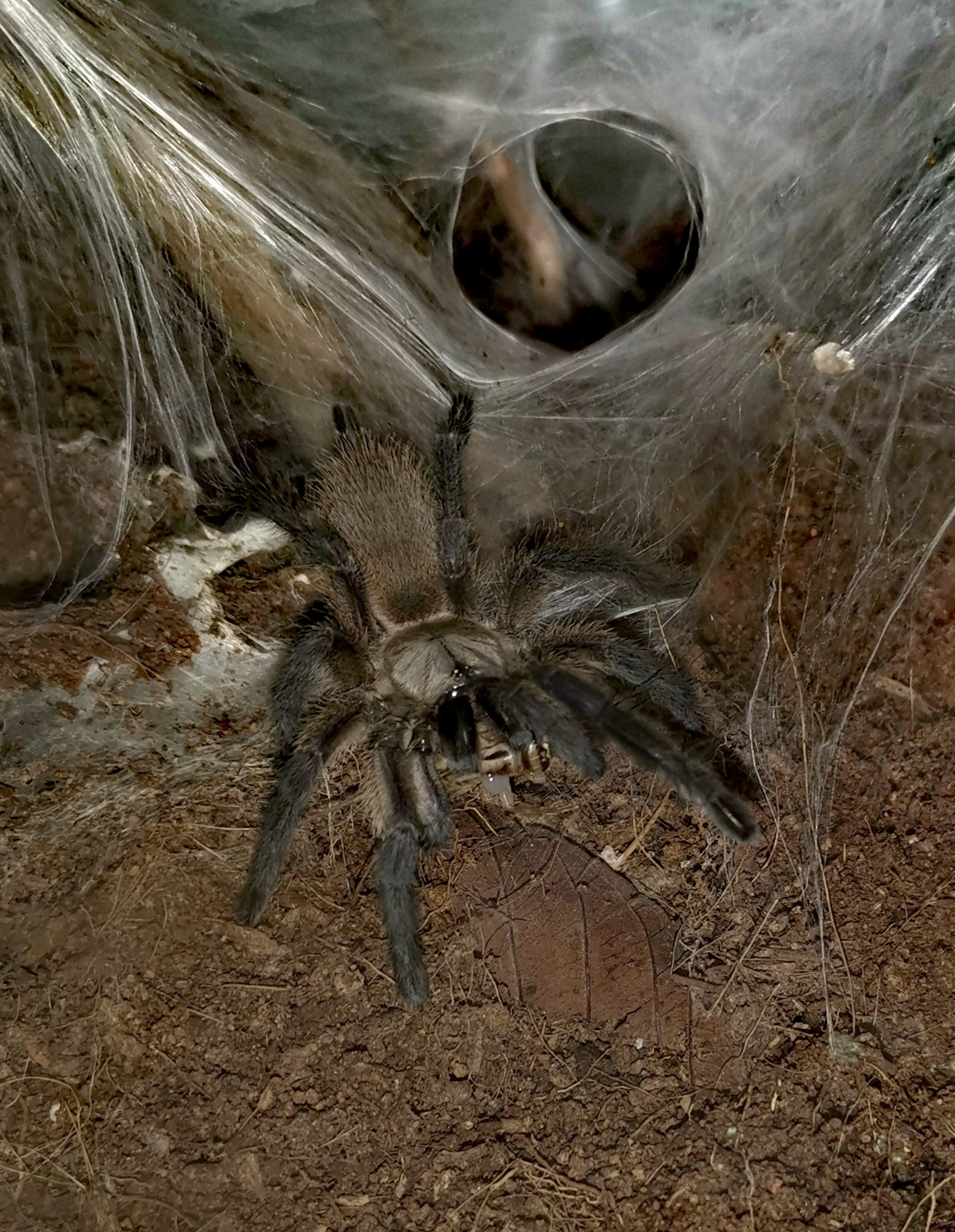 M. Balfouri