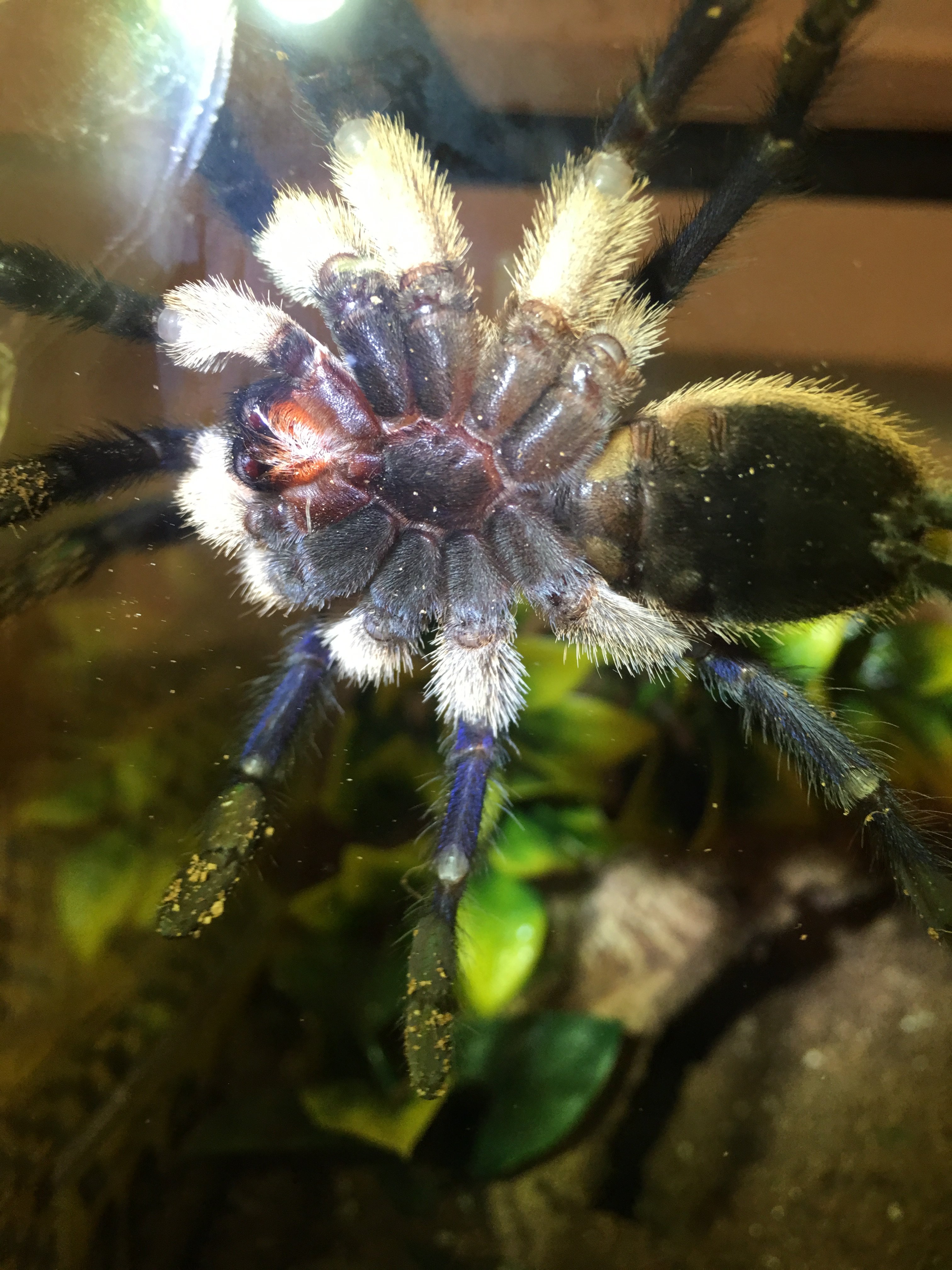 M. balfouri